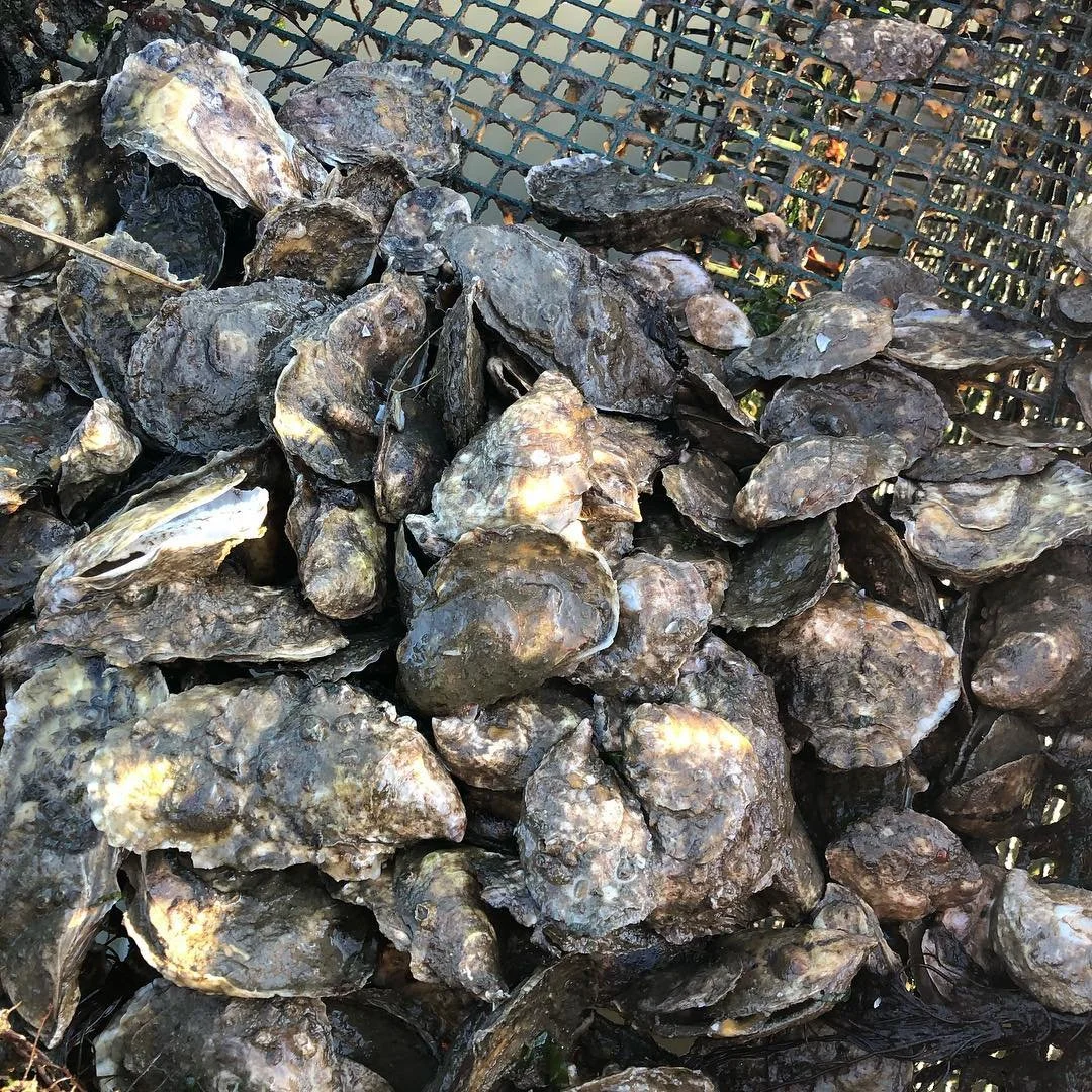 Roses are red violets are blue.... forget all that! Make sure to grab some oysters for that special someone. #eatoysters #plymouth