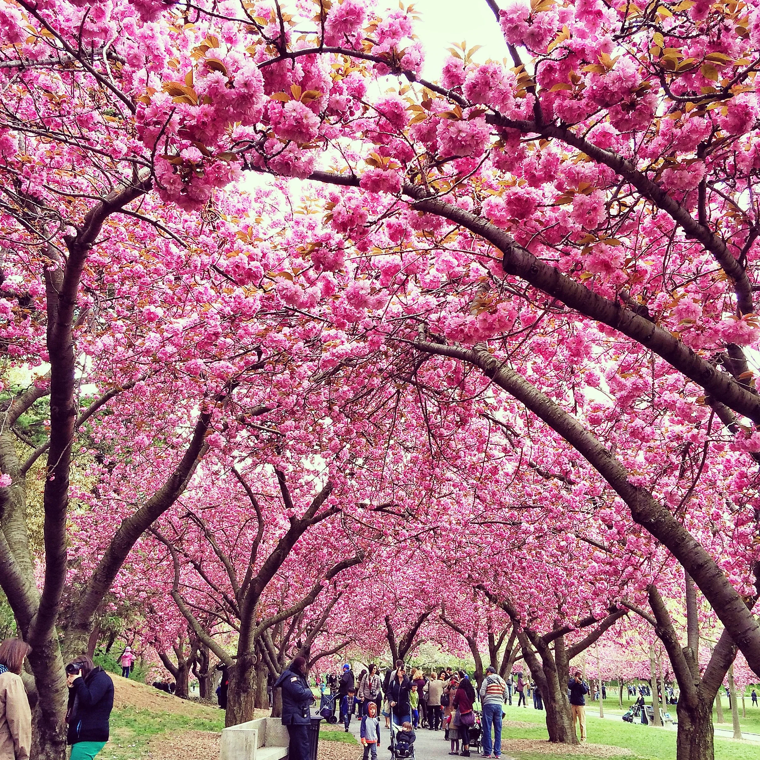 Brooklyn Botanical Garden