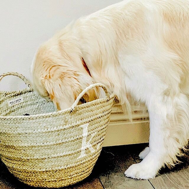 Investigating the prize basket. #goliaththegolden