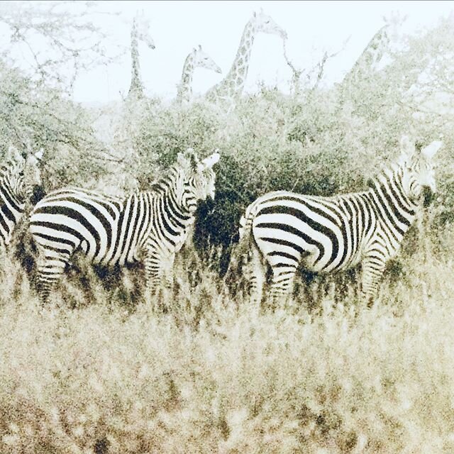 Safari dreams.
