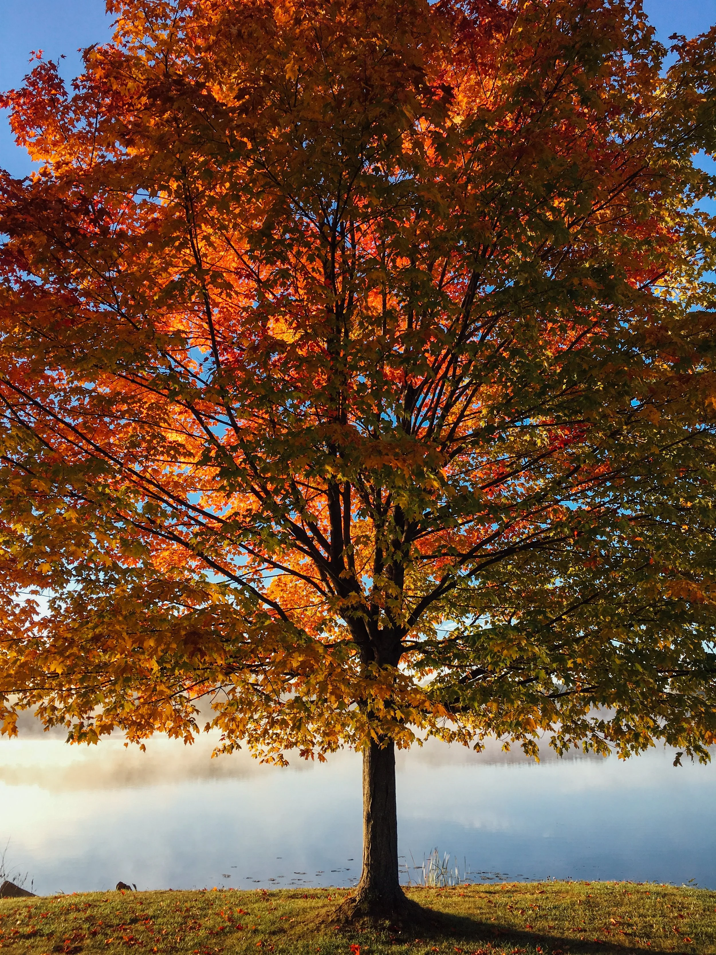 Letting Go with Sound  Healing and Acupuncture 