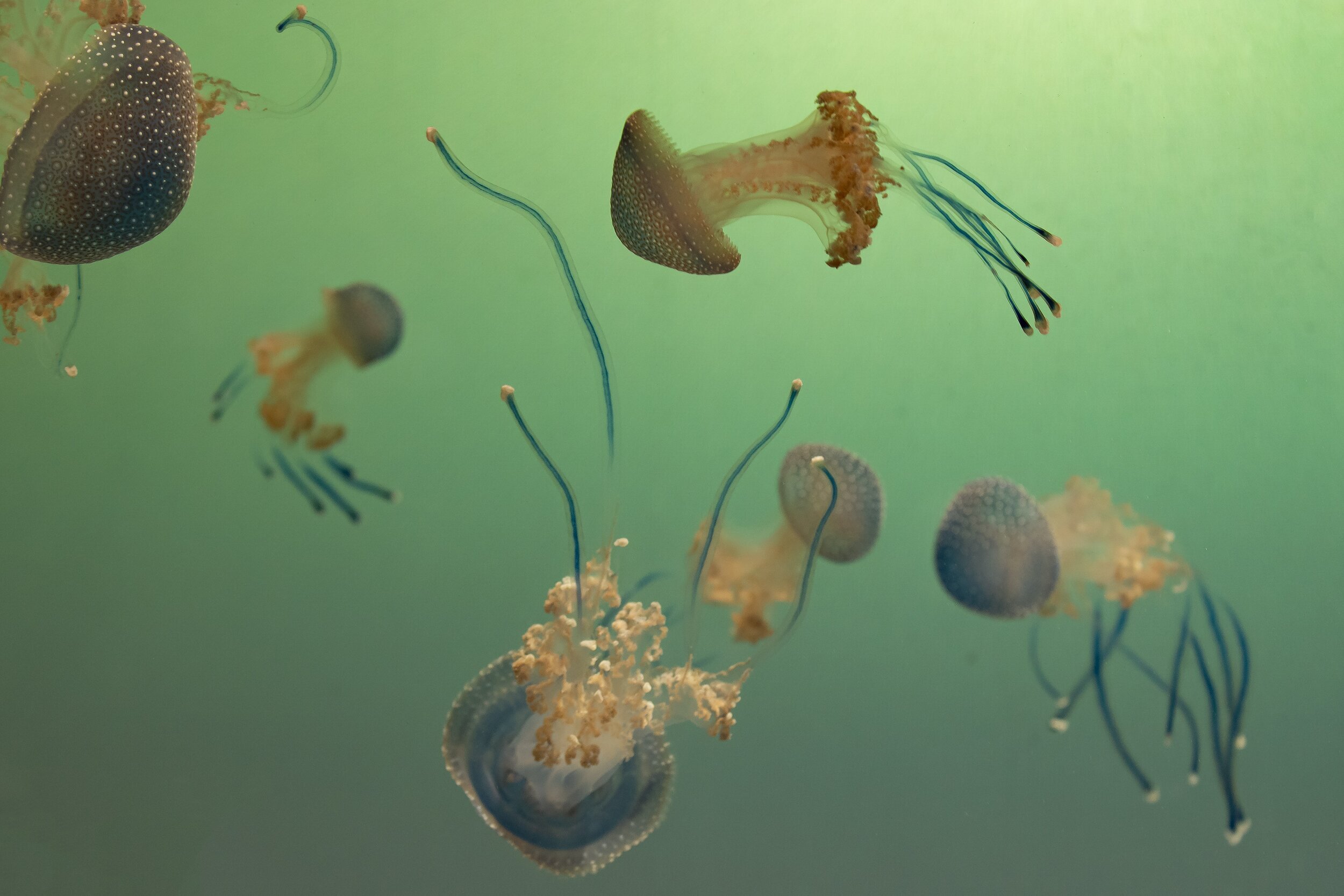 E3 Exploring Marine Wonders.jpg