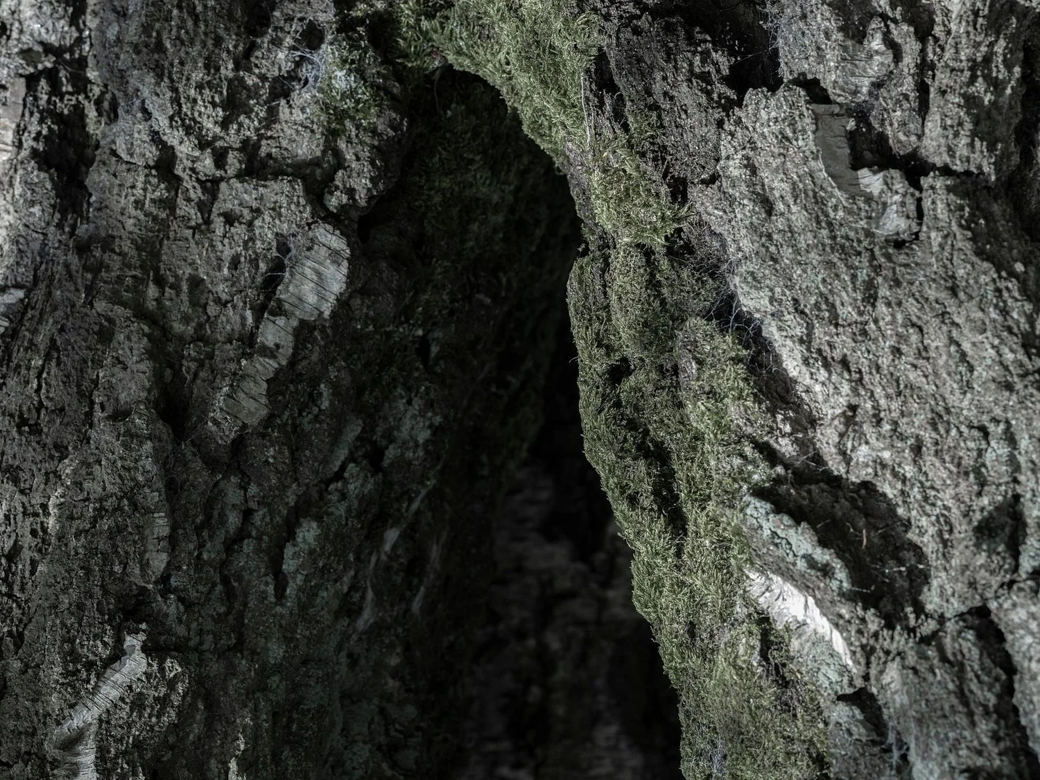 Workshop/ Everybody Arts - Earth, a Cosmic Spectacle