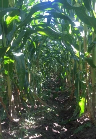 Corn Post Infusion.jpg