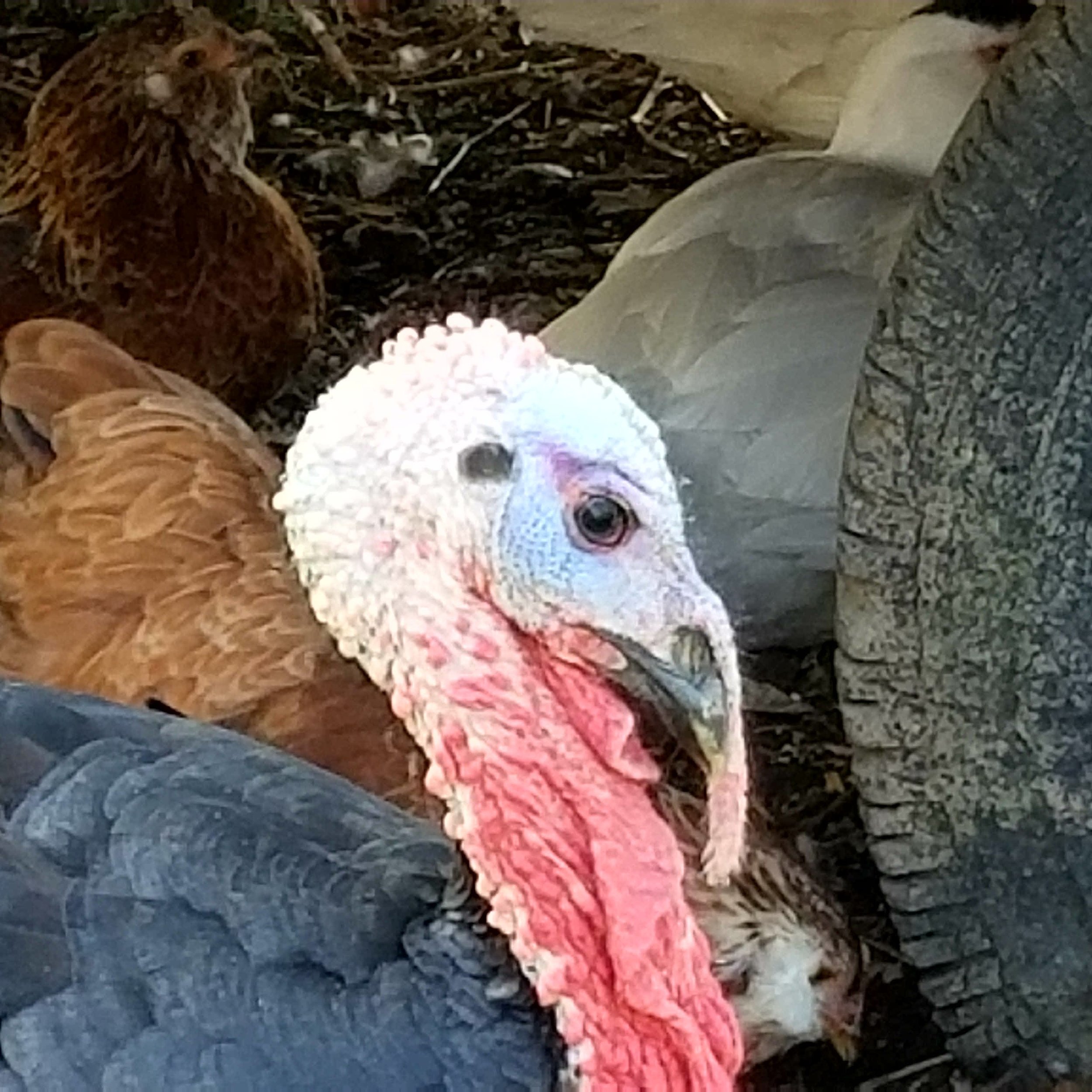 Harvest Festival at Sunnivue, October 14
