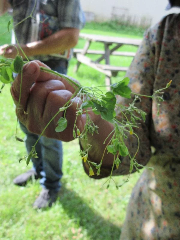 The foraging walk gave visitors lots to sample and learn about, like this wild sorrel.