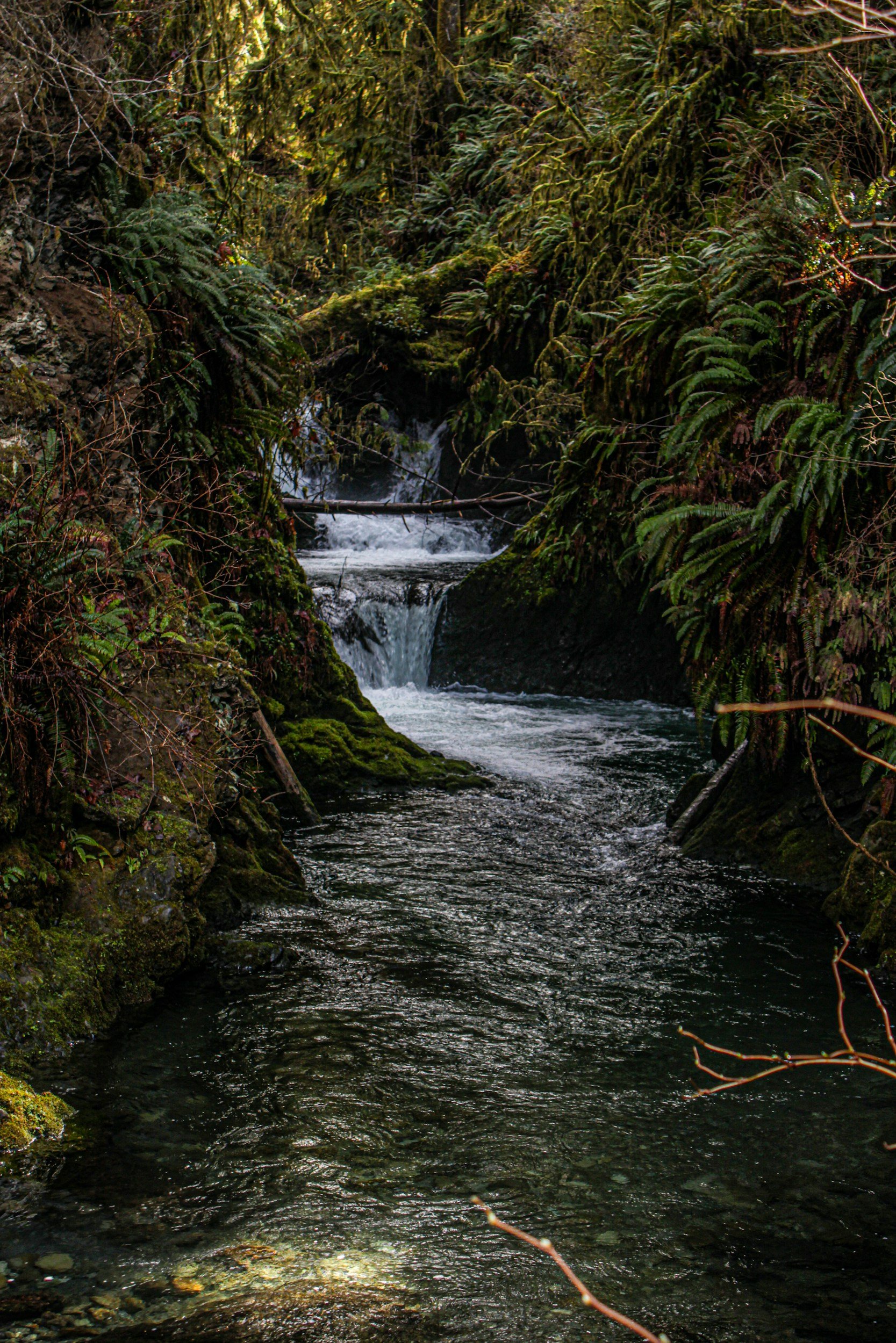 Quinault Rainforest hike and meditation retreat in the Pacific Northwest in Olympia, Washington led by Dr. Matt Turner of Be Love Healings.