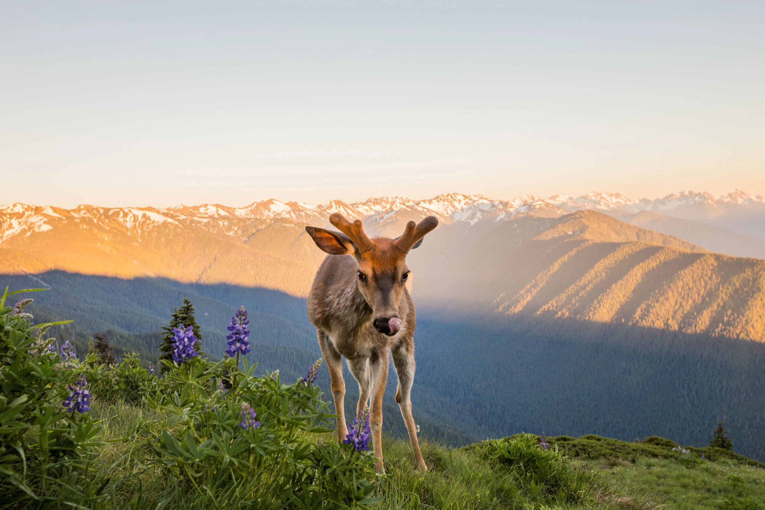 Hurricane Ridge - Photo By Brad Oz