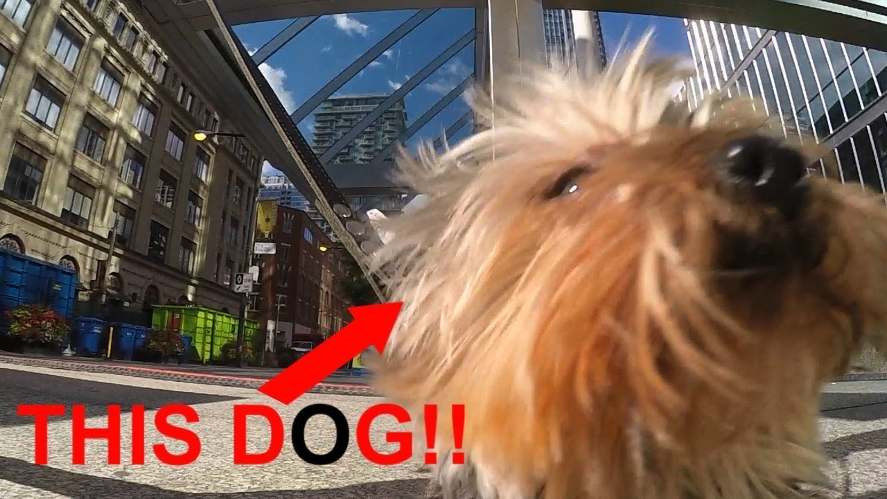 Dog Attacks Rollerblader at TiFF | Bill Stoppard