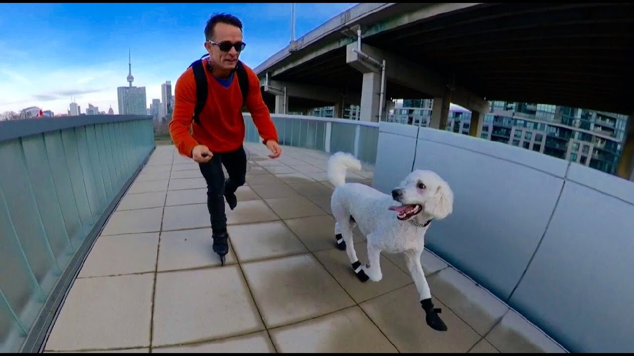 Bill Stoppard Vs. The Giant Puppy