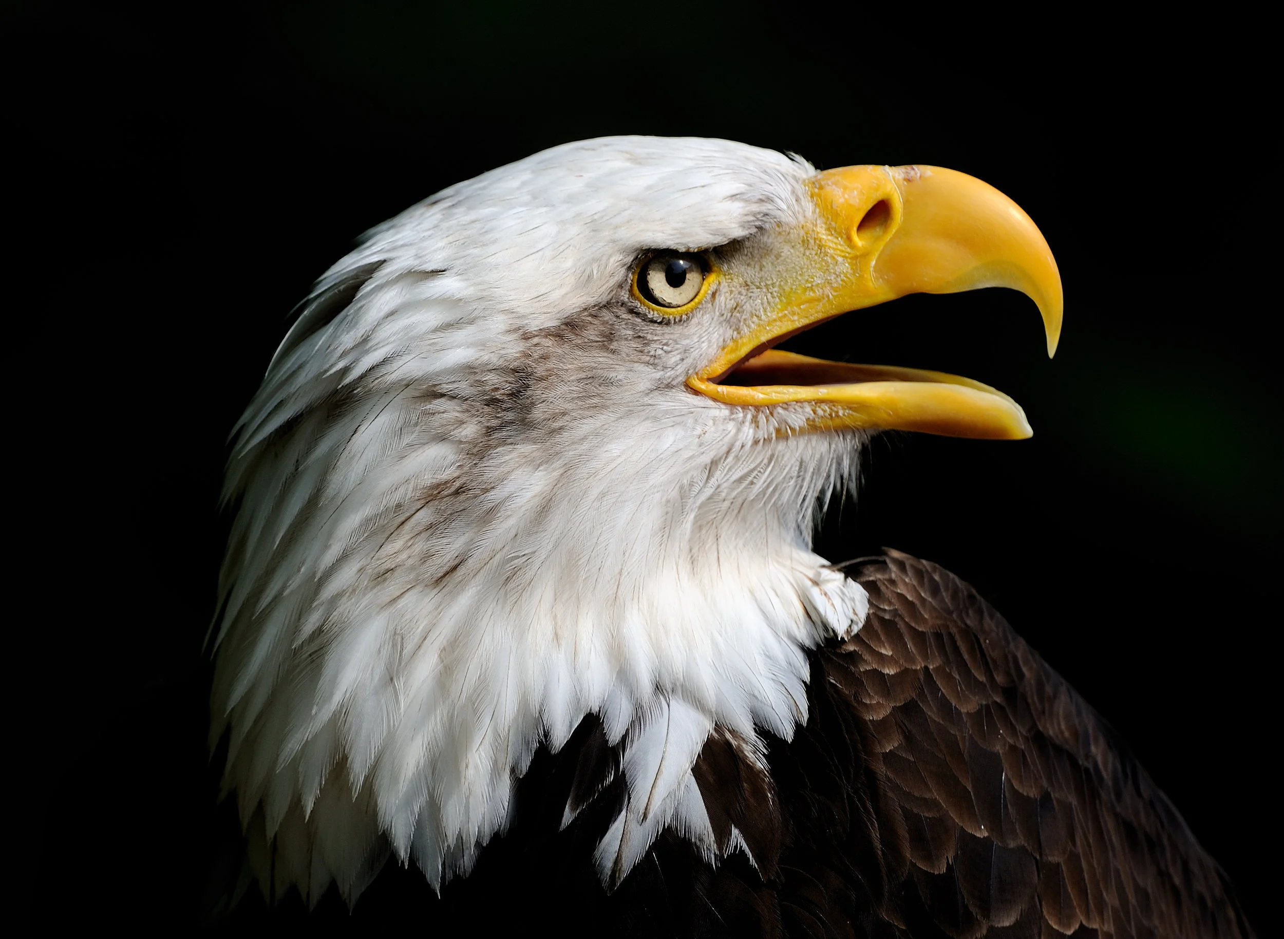 Ep. 43: Could the Endangered Species Act Go Extinct? 