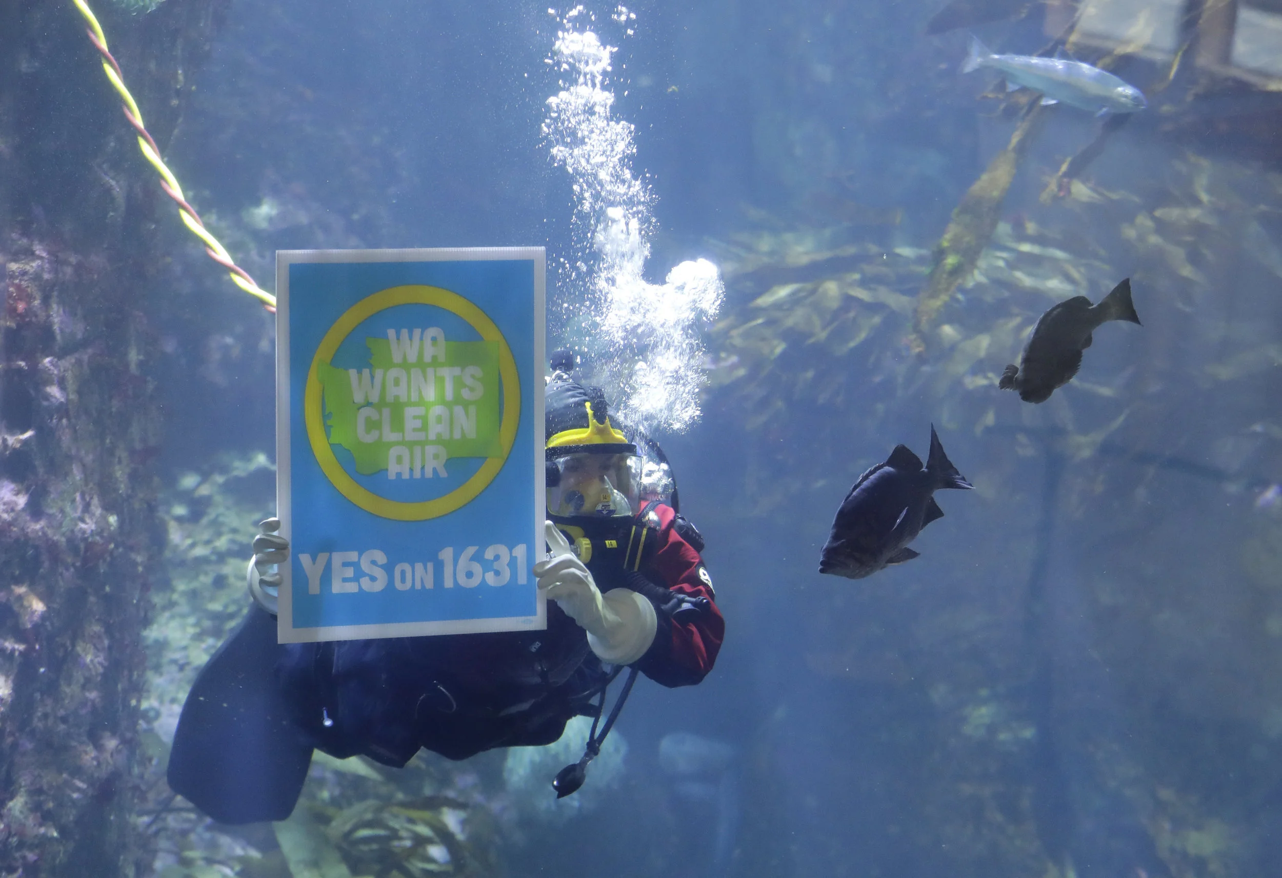 A diver at the Seattle Aquarium advocates for Washington’s proposed carbon fee on October 25, 2018. The measure was defeated on Tuesday, November 6th. (AP / Ted S. Warren)