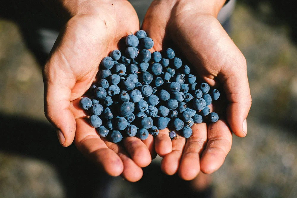 nature-forage-health