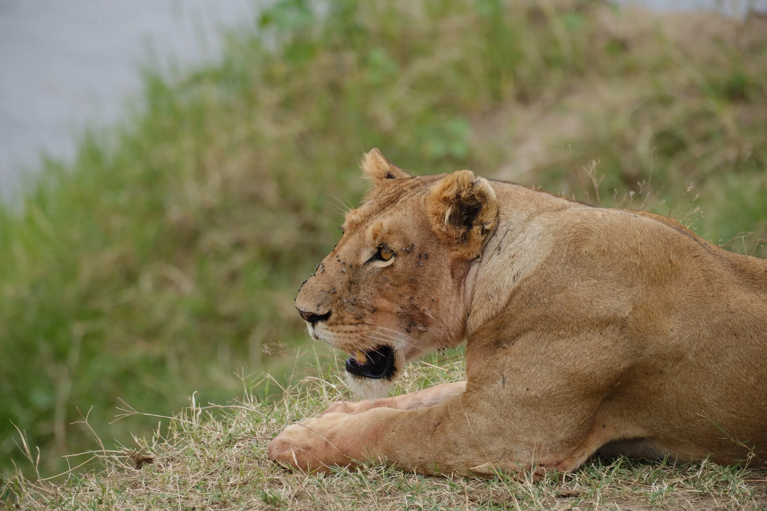 lion-kenya-safari