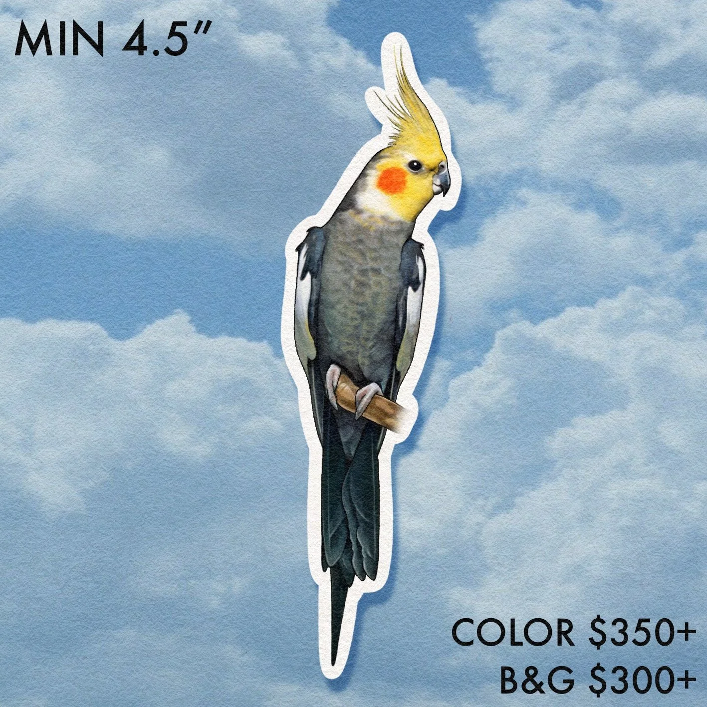 Birdwatcher // Cockatiel