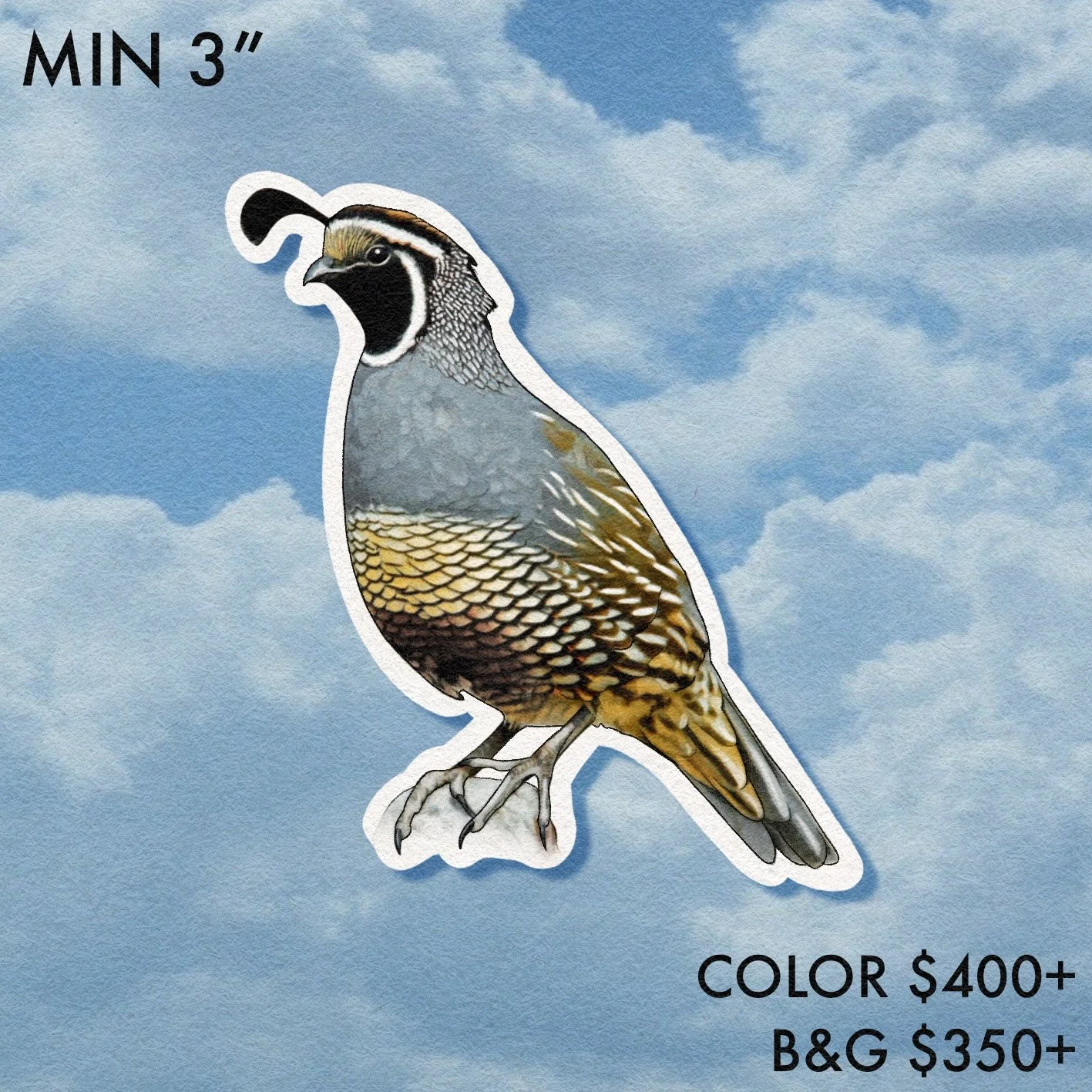Birdwatcher // Quail