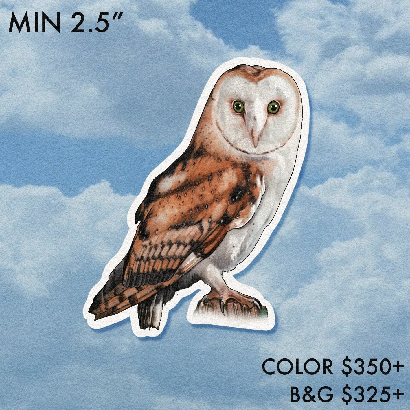 Birdwatcher // Barn Owl