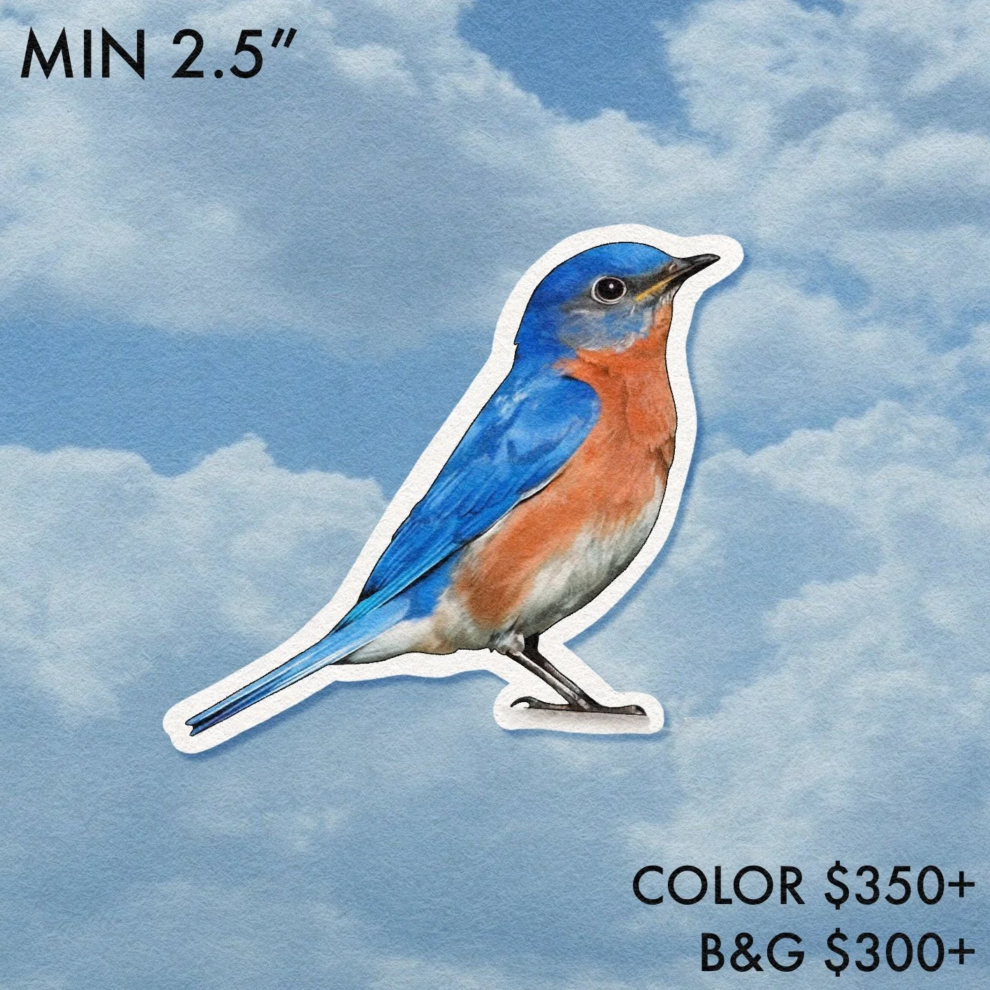 Birdwatcher // Eastern Bluebird