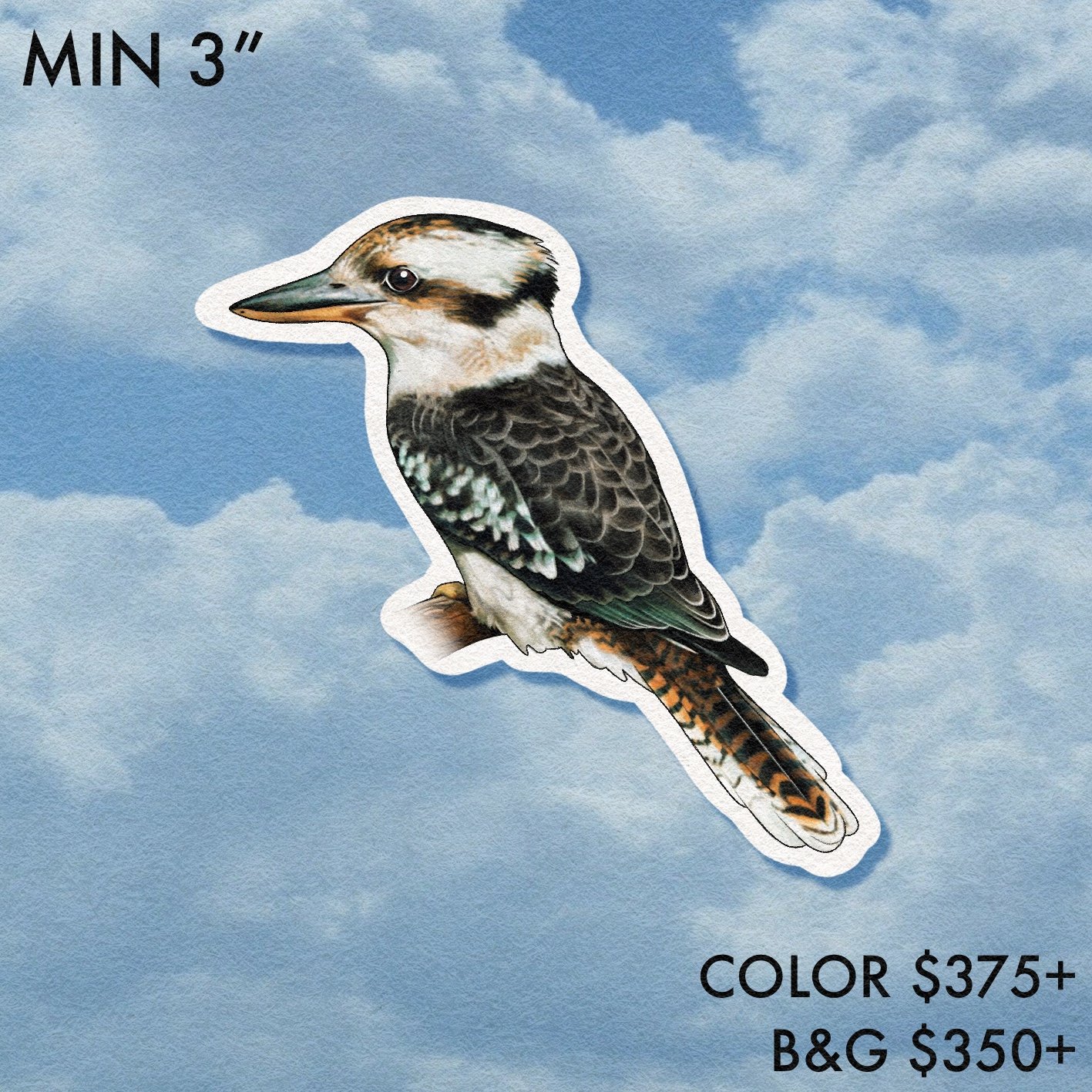 Birdwatcher // Kookaburra