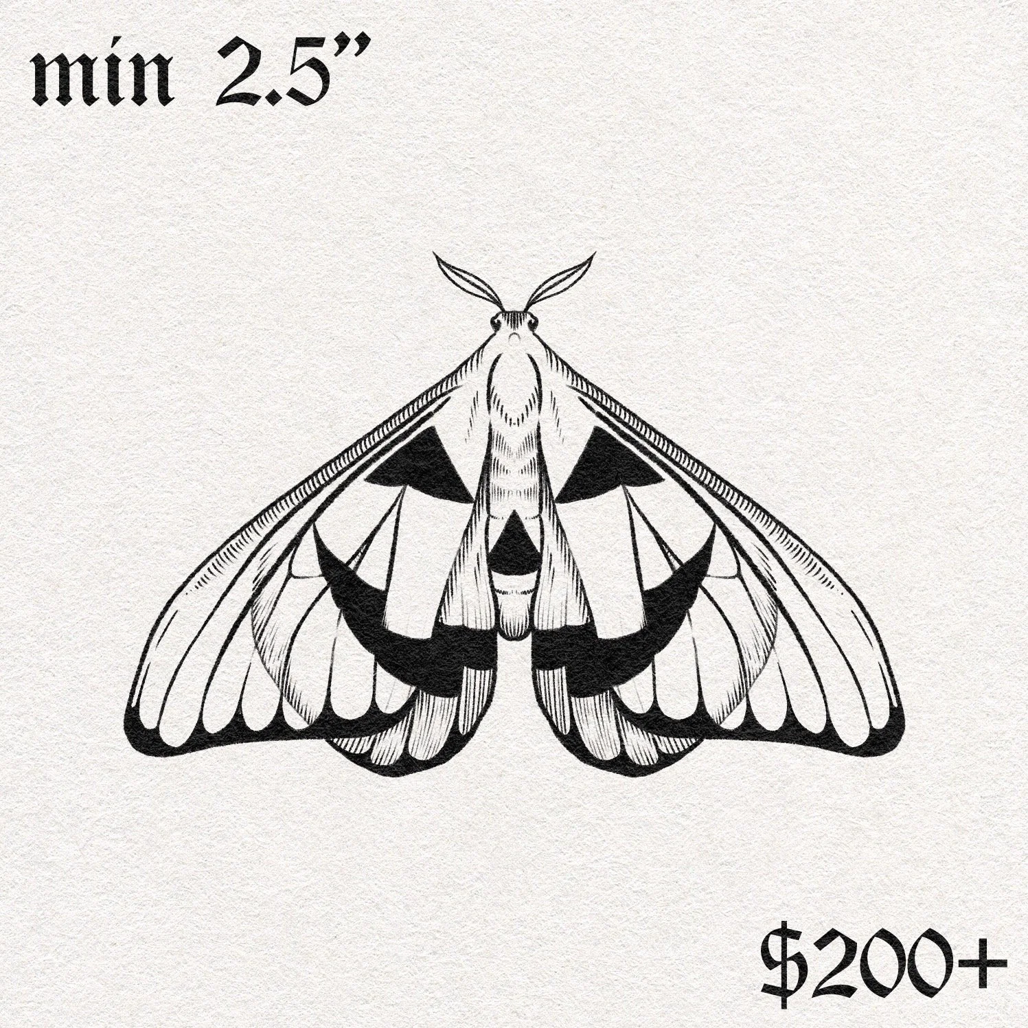 PumpkinMoth.JPG