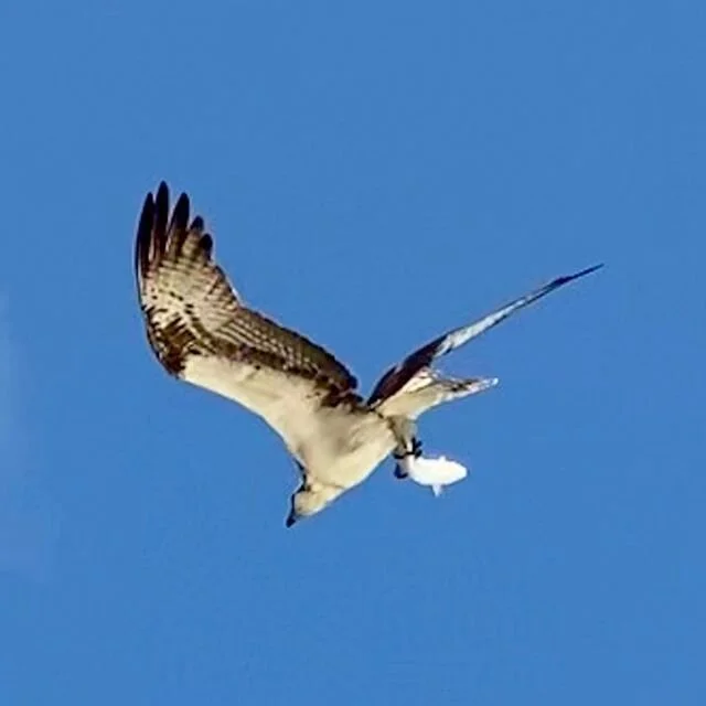 your only neighbour went fishing...