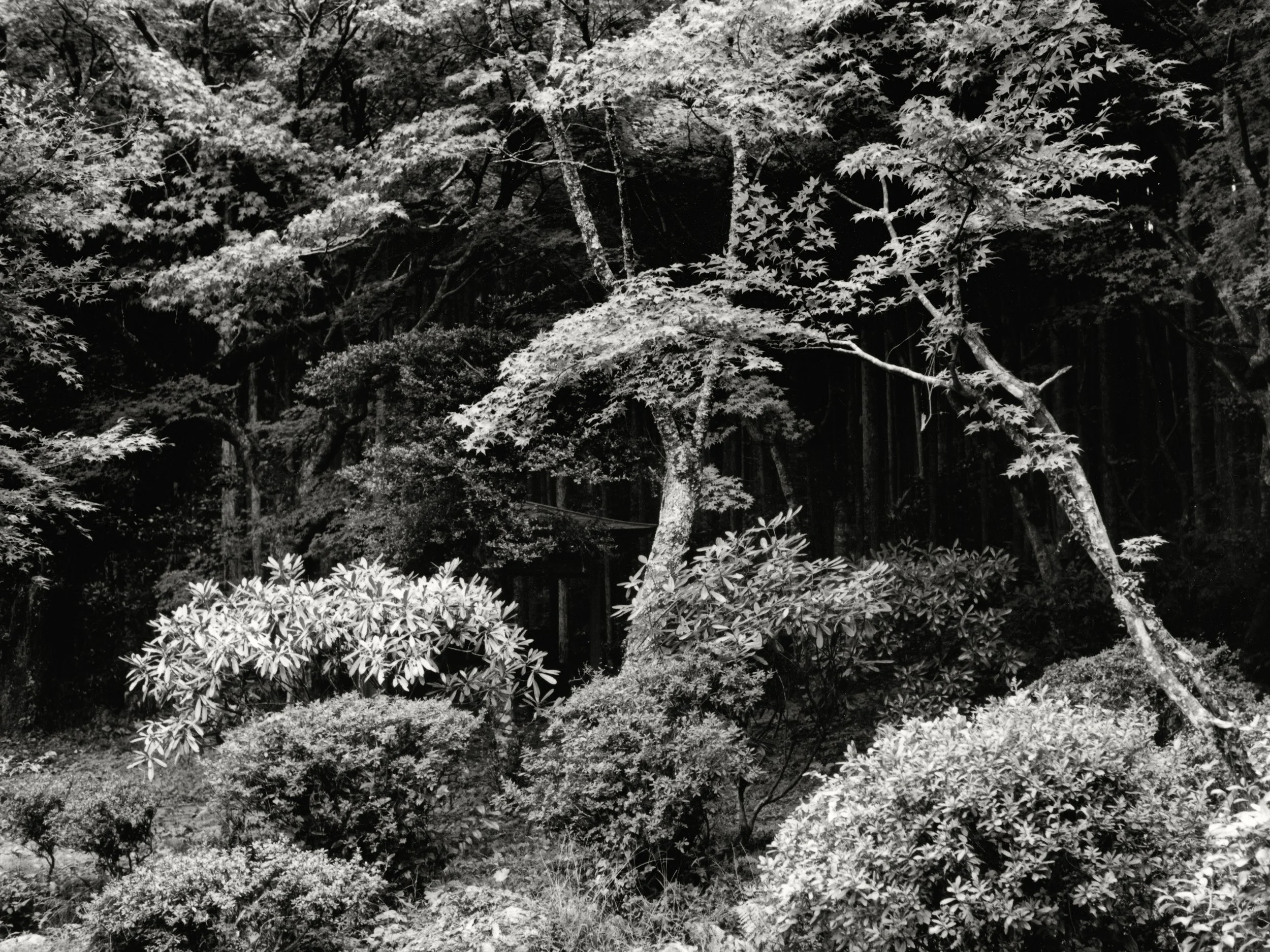 JTmm 06, 2012, 64 x 48.jpg