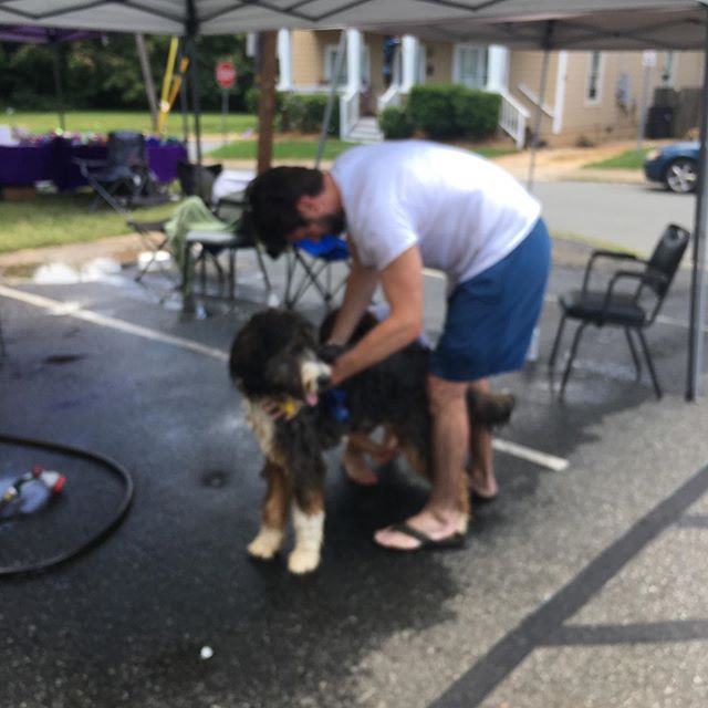 Charity dog wash today! @nodabarkandboard @birdsongbrewing @greatdanefriends @nodaclt