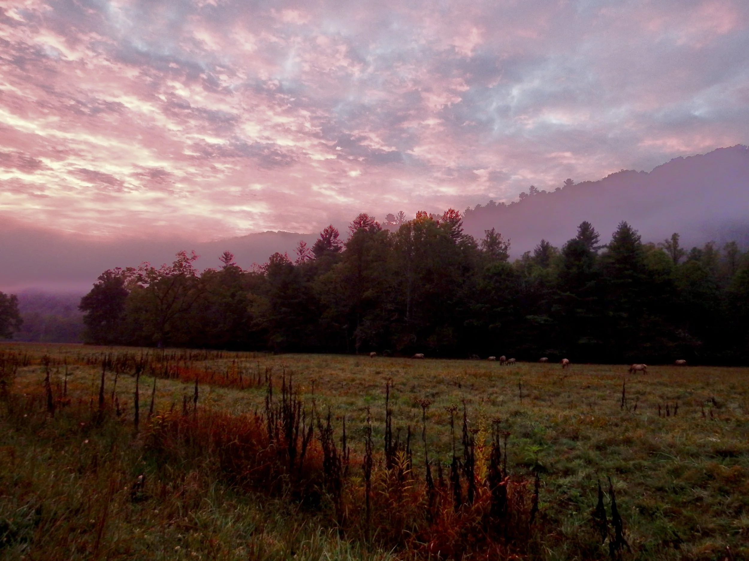 Sunrise in Cataloochee Valley…a herd of elk barely visible in the background.