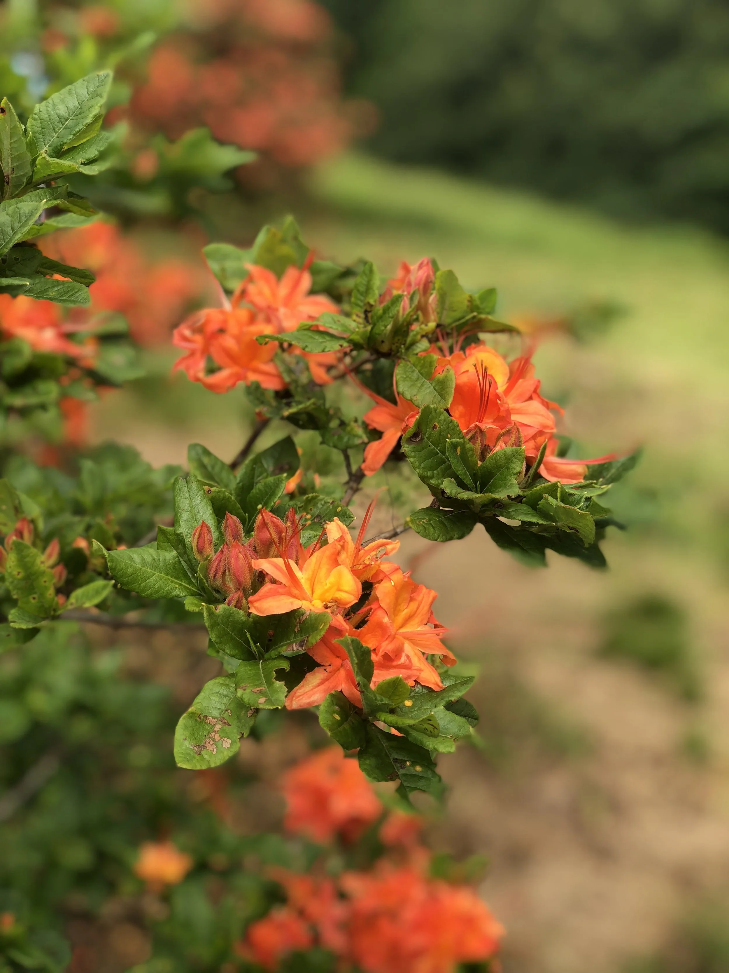 A8F57576-AB0A-490C-AAD9-A70E55BC82AE.jpeg