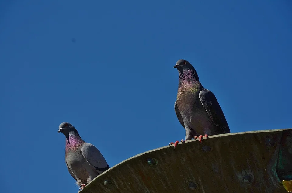 contact bird.jpg
