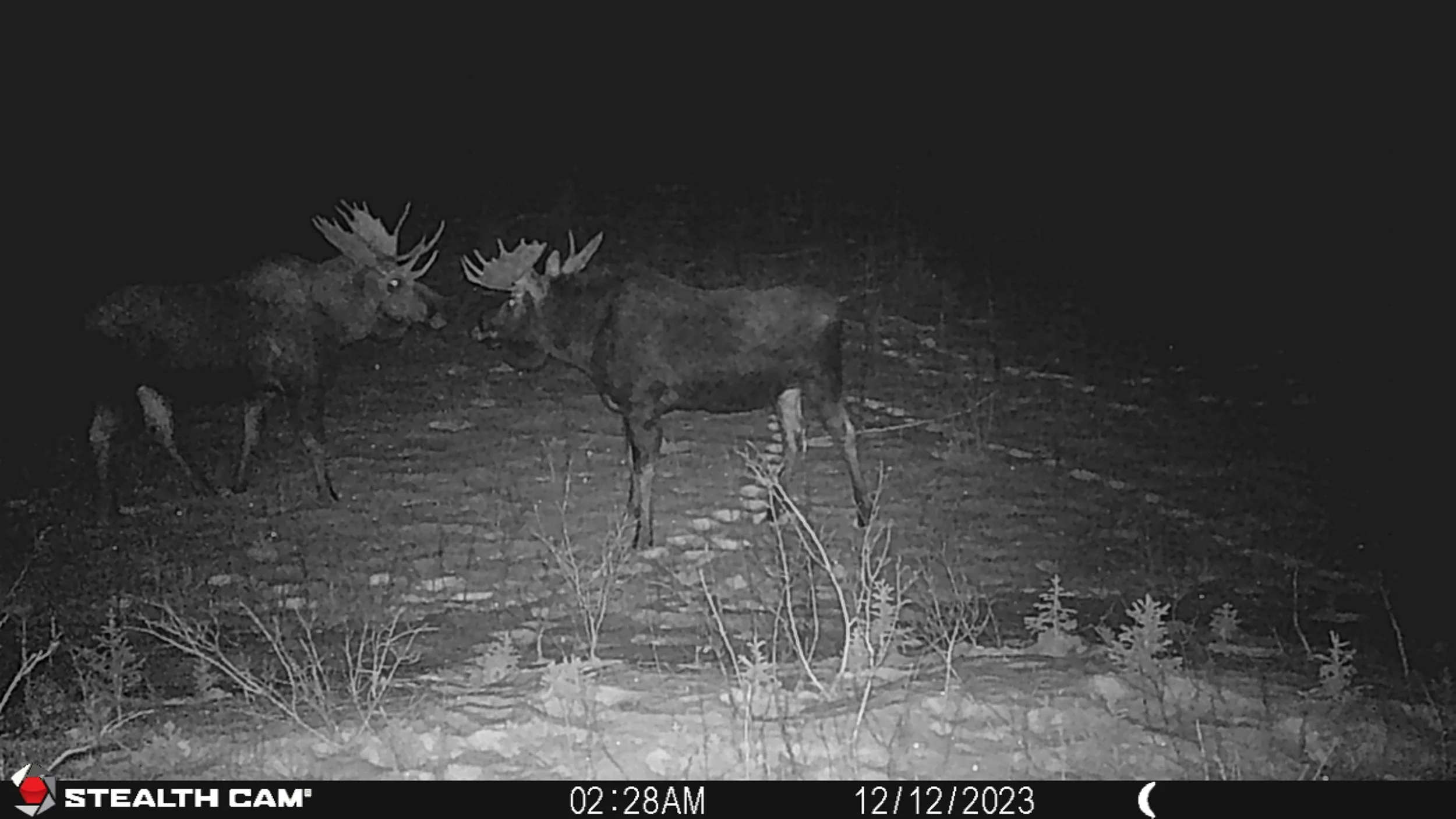 moose camera 1.JPG