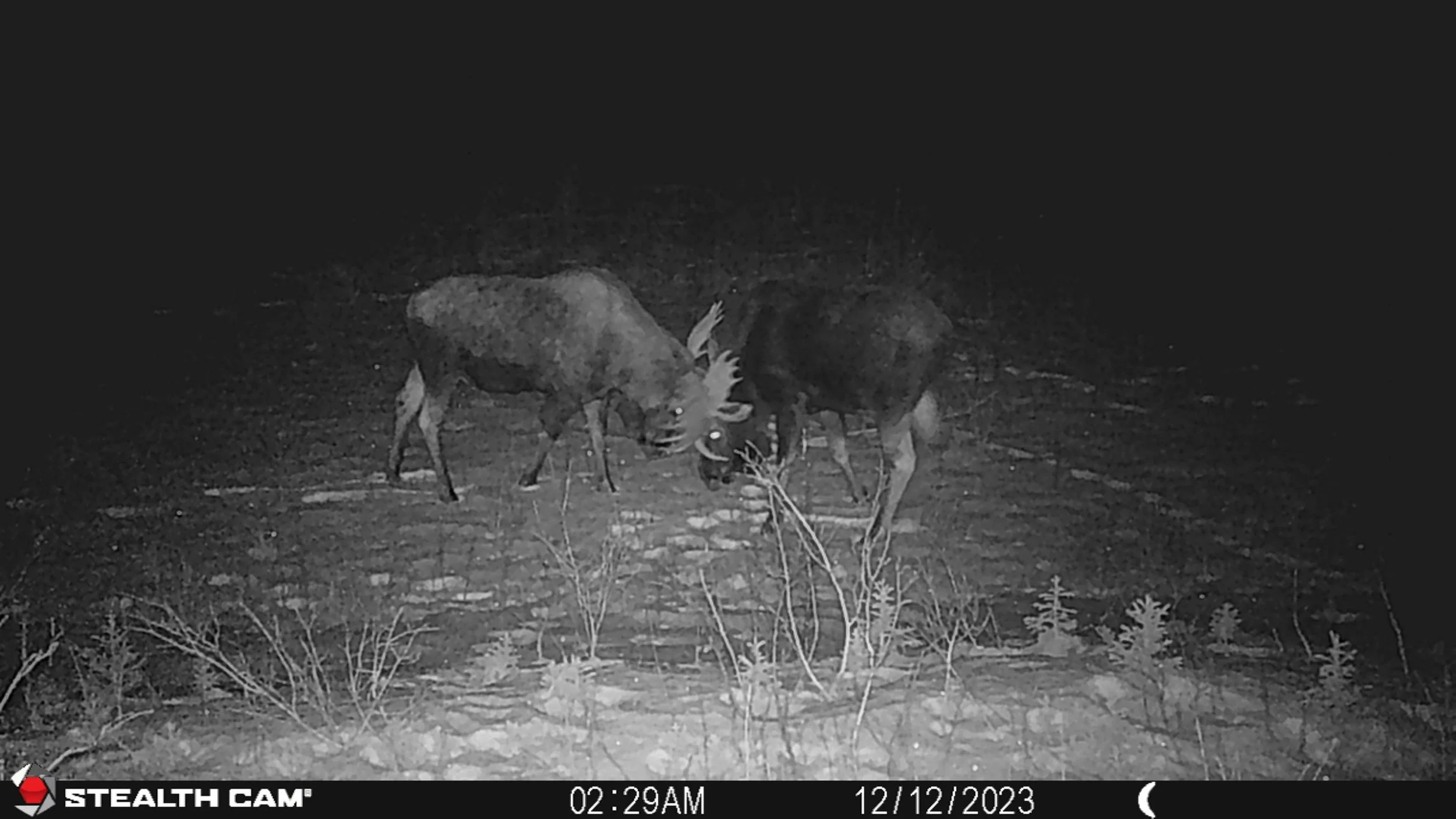 moose camera 2.JPG