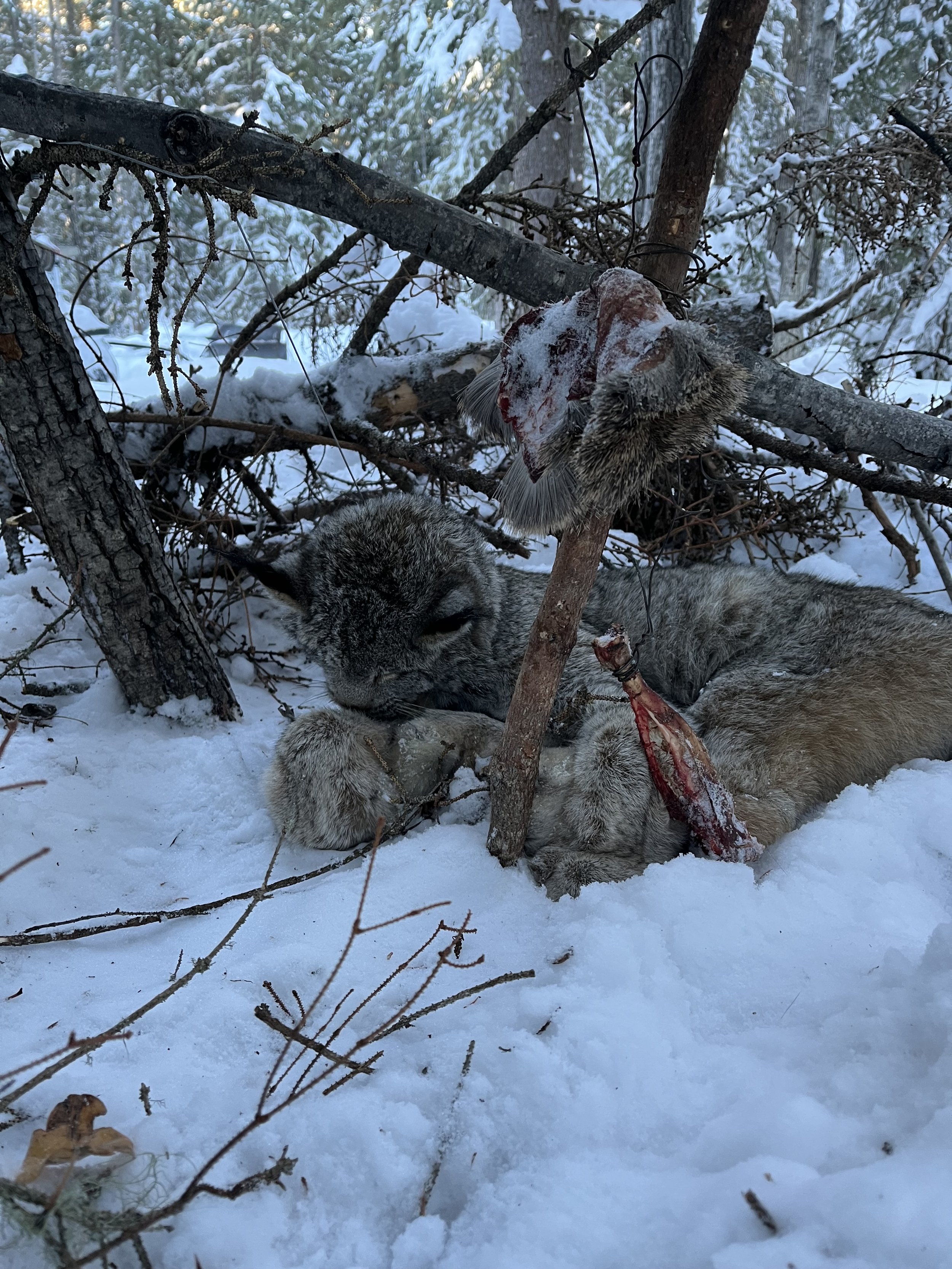 lynx 2.jpg