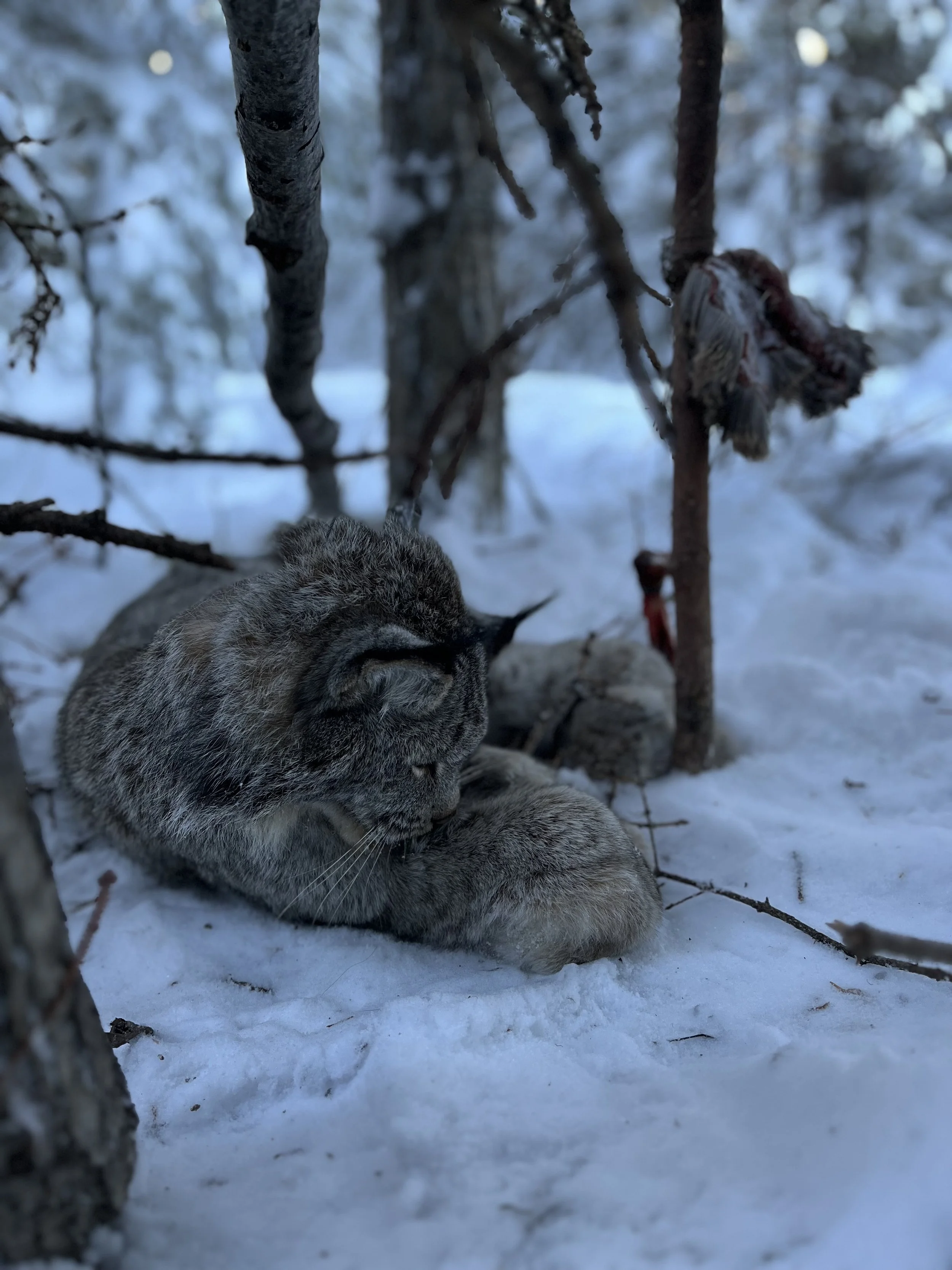 lynx 3.jpg