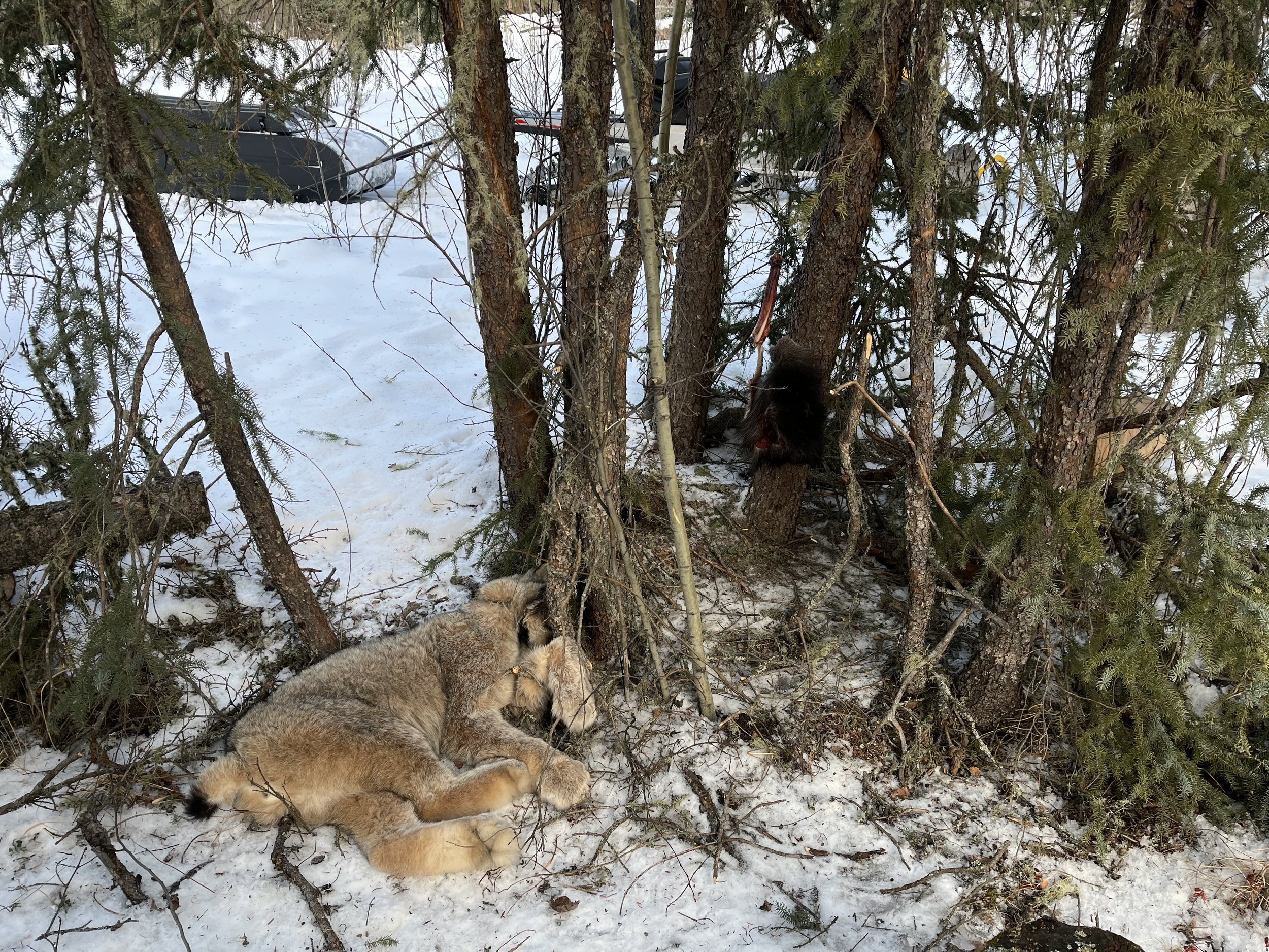 lynx 4.jpg