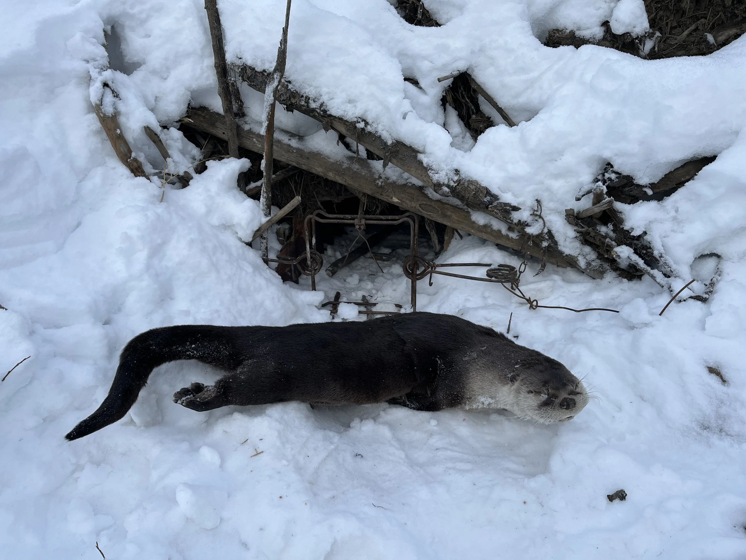 otter.jpg
