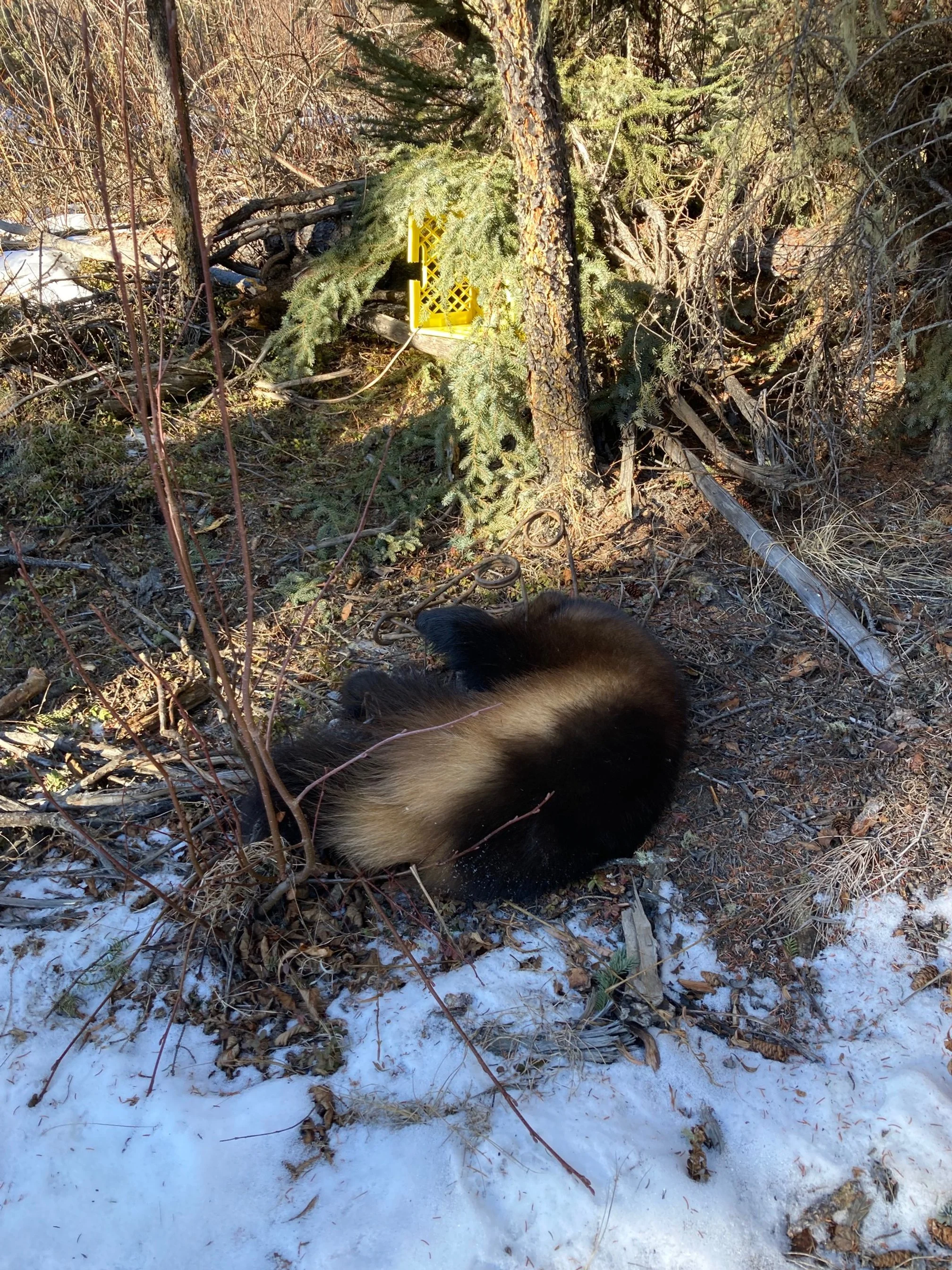 wolverine 2.jpg