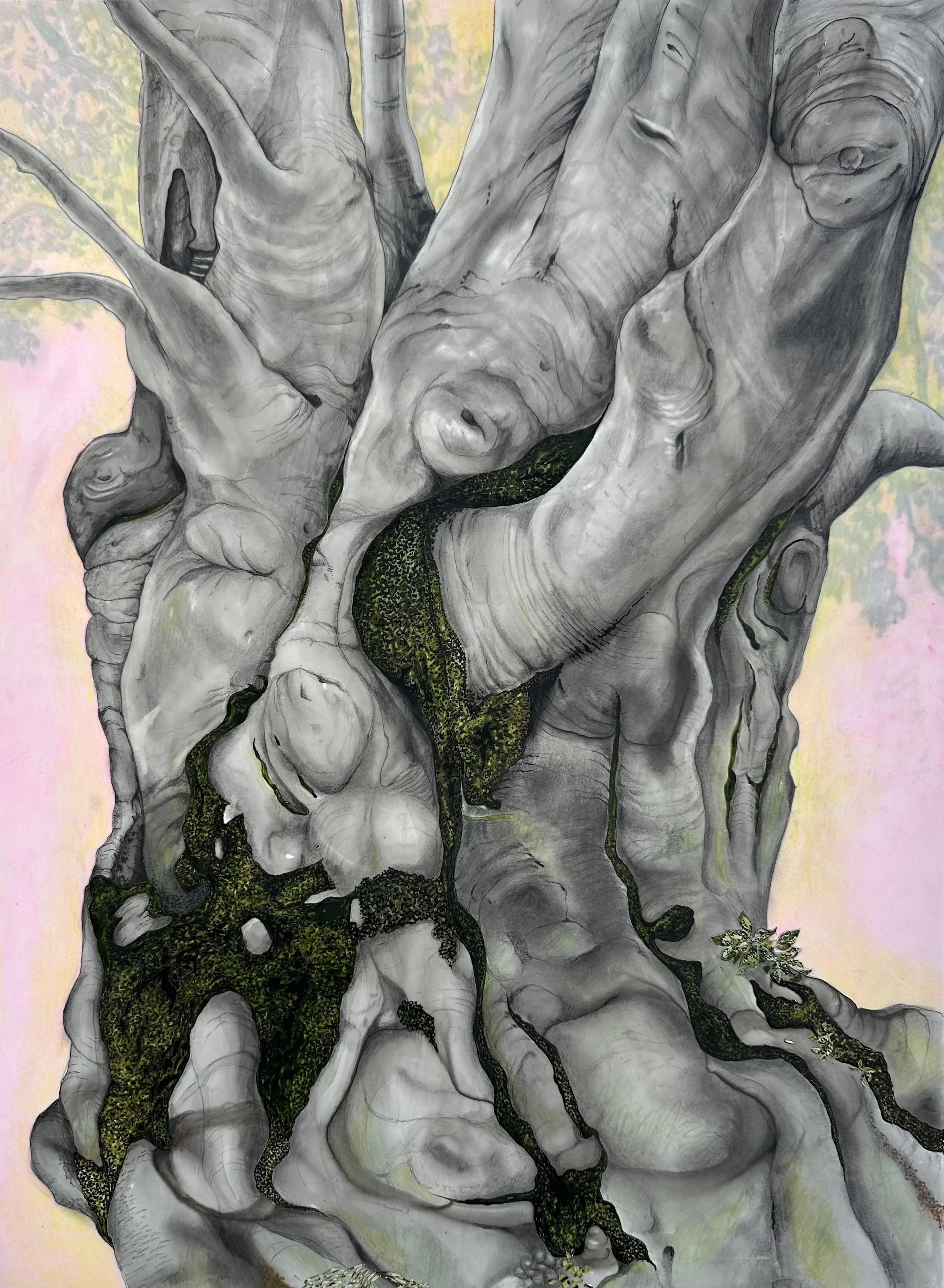 The Inner Life of an Ancient Beech.jpeg