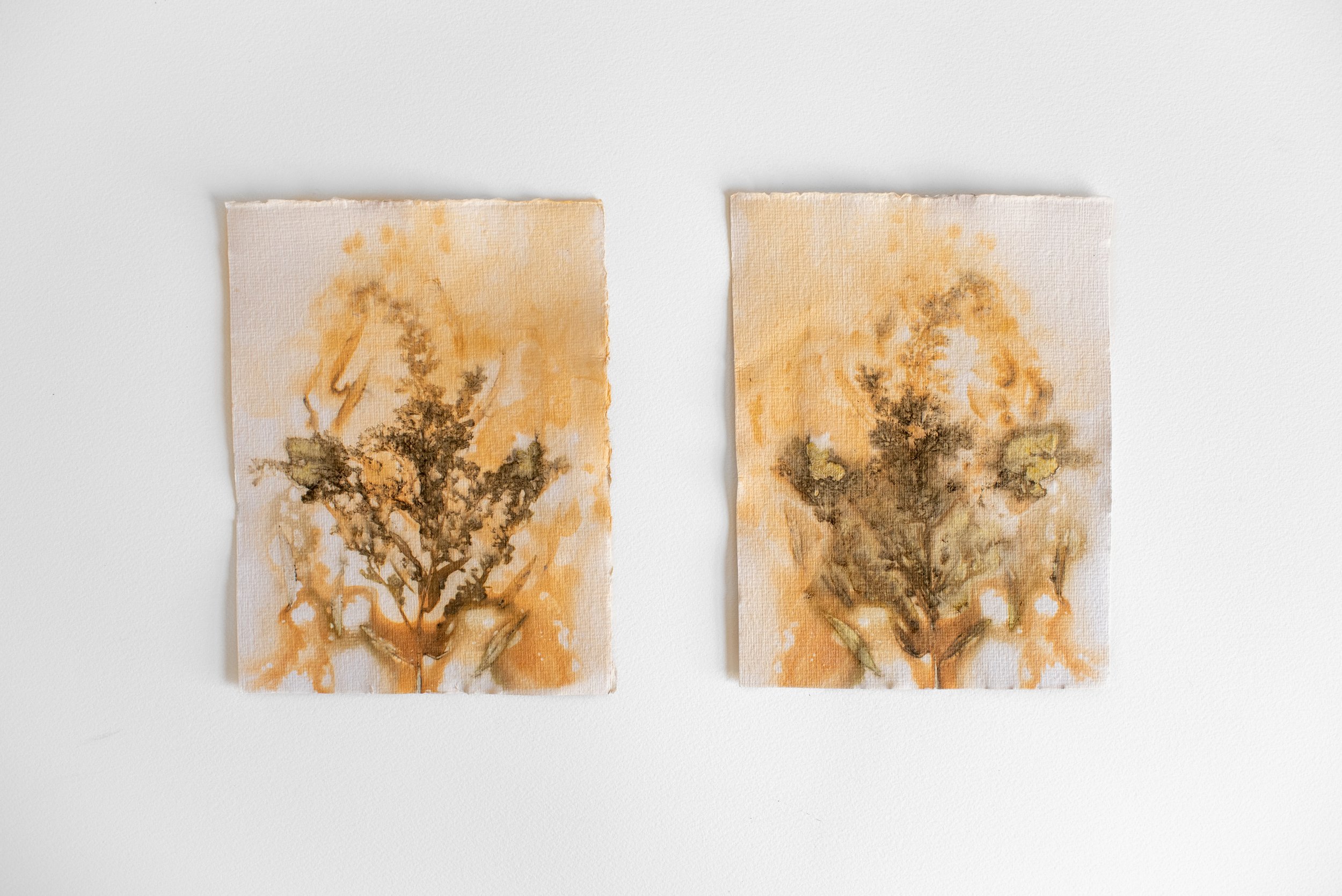 "Goldenrod Portrait," handmade paper, goldenrod flower, iron, copper, 6 x 8 in. each. 2022. This piece is made from only paper, iron and flowers from my garden. By clamping the flowers between two sheets of cotton watercolor paper, adding some iron