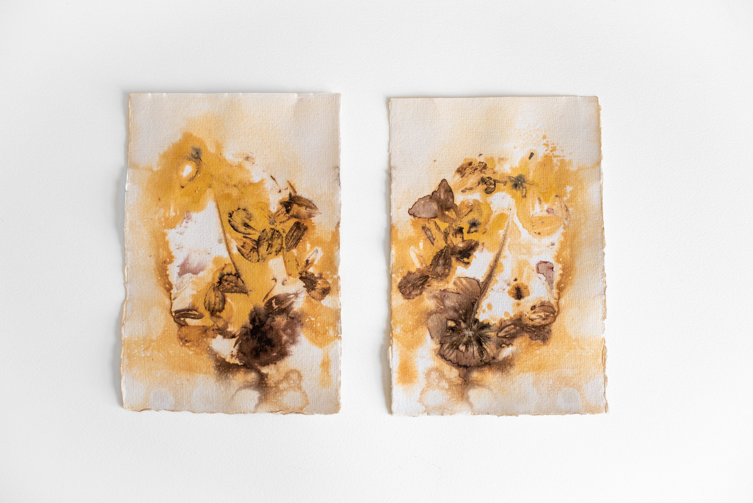 "Cosmos Portrait," handmade paper, cosmos flower, iron, copper, 6 x 8 in. each. 2022. This piece is made from only paper, iron and flowers from my garden. By clamping the flowers between two sheets of cotton watercolor paper, adding some iron from
