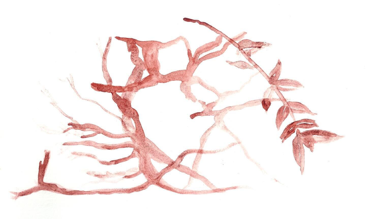 madder painted with my handmade madder root watercolors. this color was, in a sense, grown from seed &amp; is now three years old in my garden ❣️

madder is so cool. skeletons of animals who eat the plant are red from its super strong dye properties.