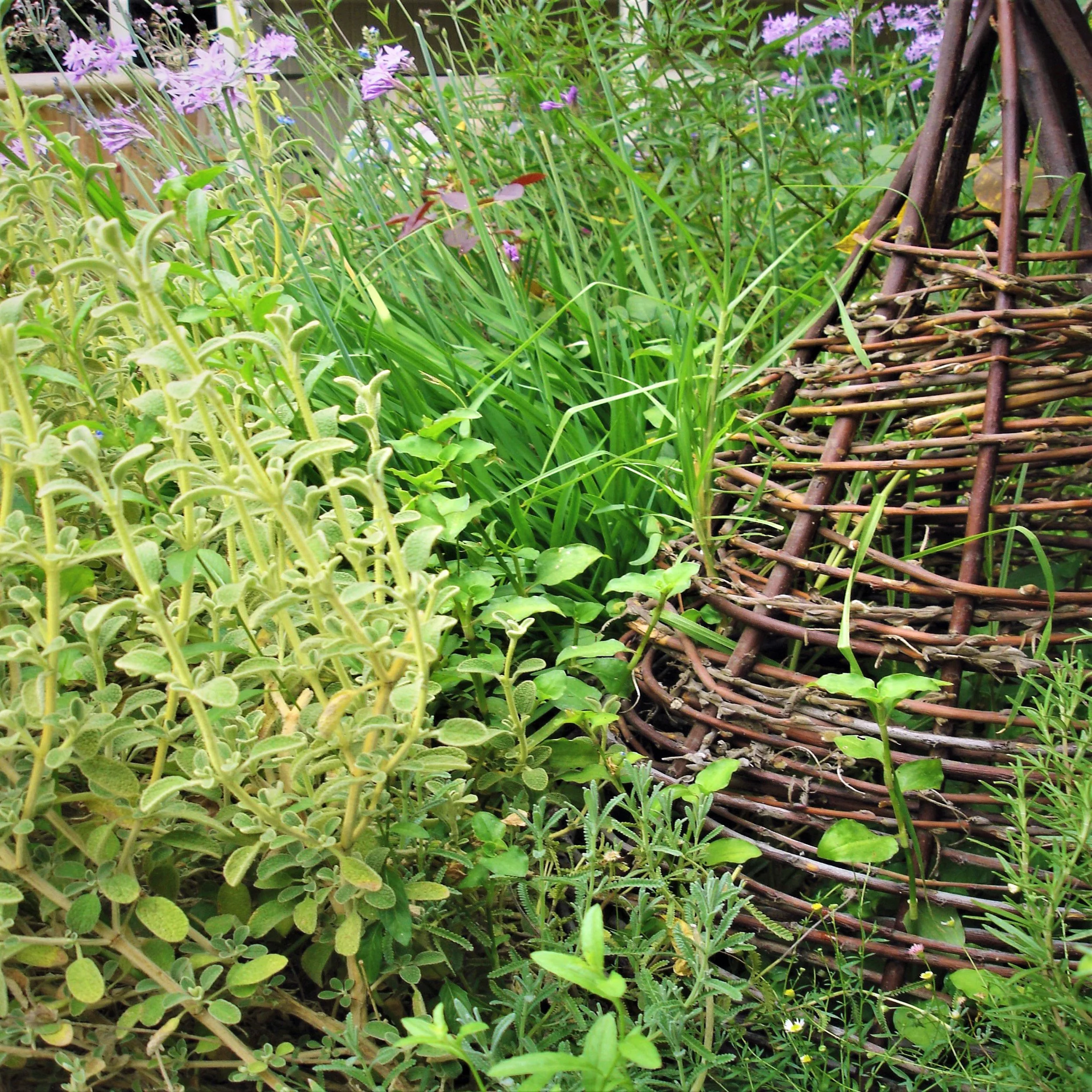 08_Herbs_kipling_2022.jpg