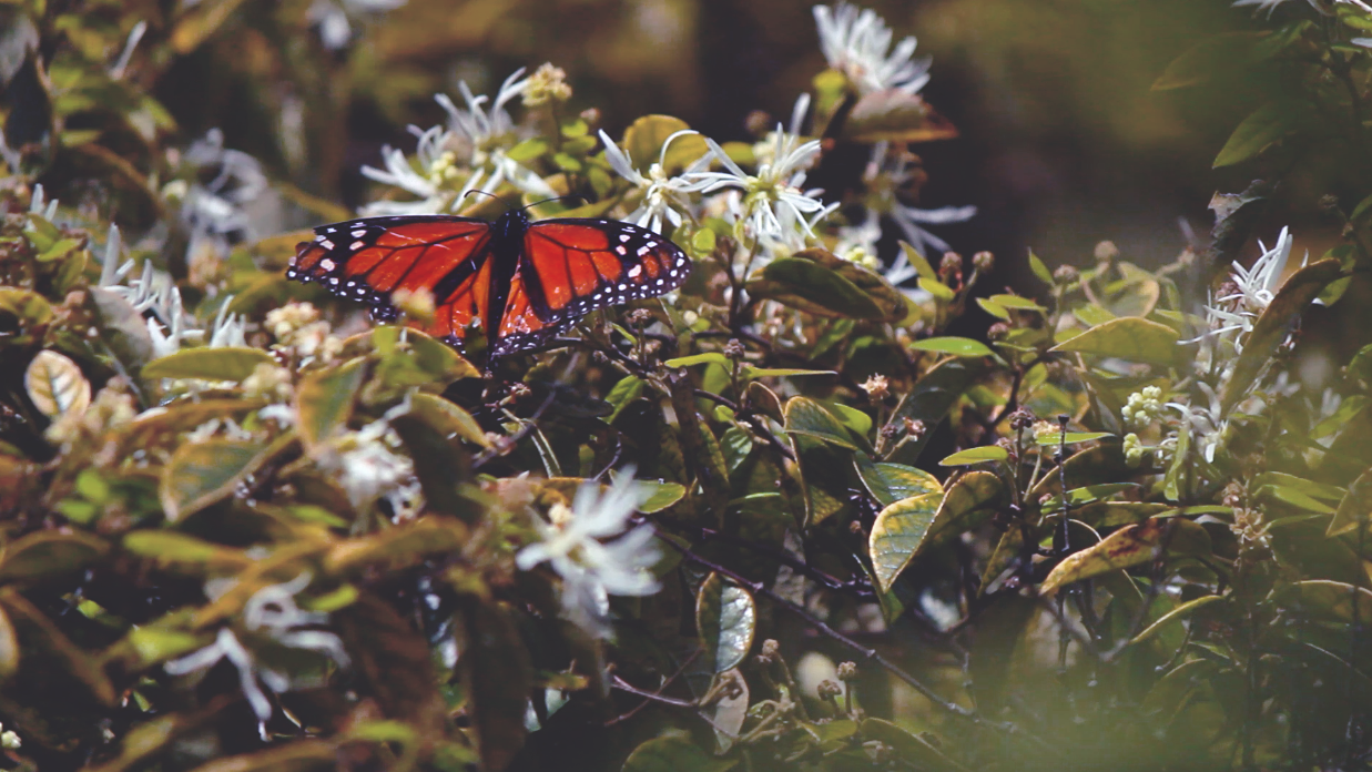 Photo by Gabrielle Message