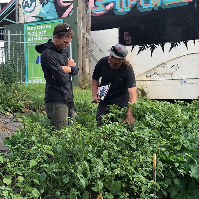 Every Monday 5-7 and Thursday 12-2 you are invited to learn with us at 257 Symonds Street at @omg_akl our Organic Market Garden Teaching Hub. @allengorthy our experienced #biodynamic market gardener takes us through practical tips on how to establish and run a productive pollinator friendly system that will pump out food to feed our local communities. Don’t miss this free opportunity to learn with us if your interested in gaining skills that will help you in your own projects. #buildingcapacitiesforandinourcity #urbanrenewal #organicfood #pollinatorsanctuary #citybeecollaboration #citysafeforbiologicalsystems #citysafeforbees #regenerativeagriculture