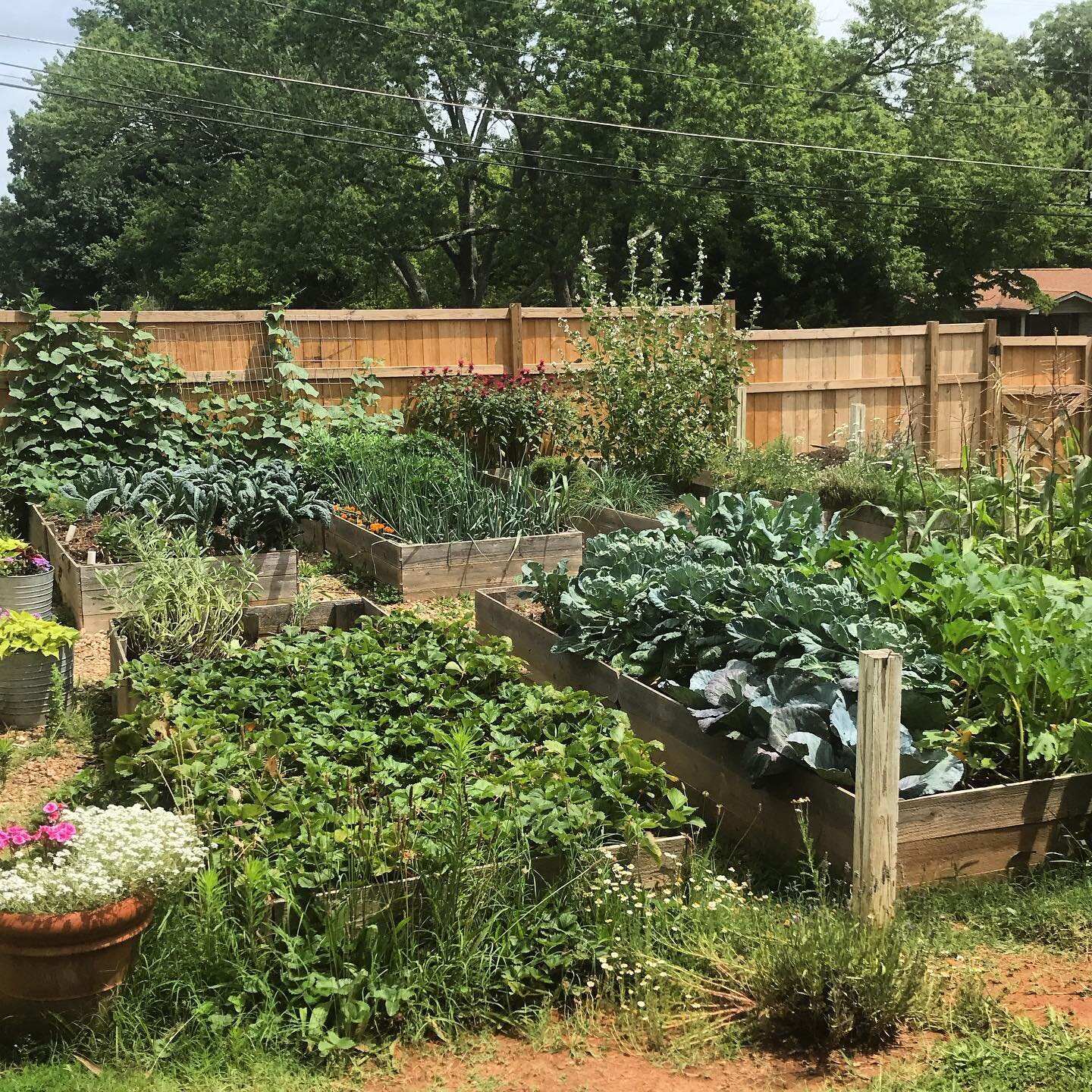 Our messy but beautiful to us garden. Slowing down and enjoying the gifts of the earth is such a gift, and often free, as is the case with the pumpkin patch that planted itself in the yard-probably last year&rsquo;s decomposed jack-o-lanterns. If I c