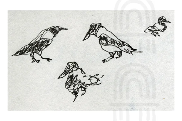 GER09: Hooded Crows, Mauerpark, Berlin