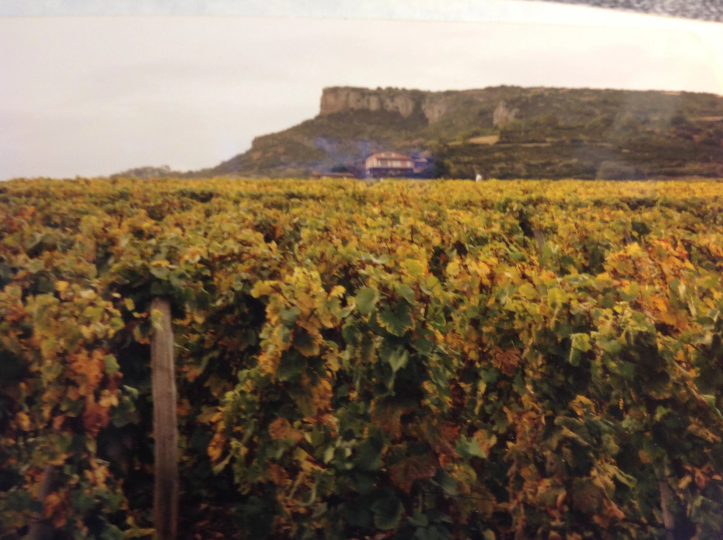 When was the Last Time You Enjoyed a Glass of Beaujolais?