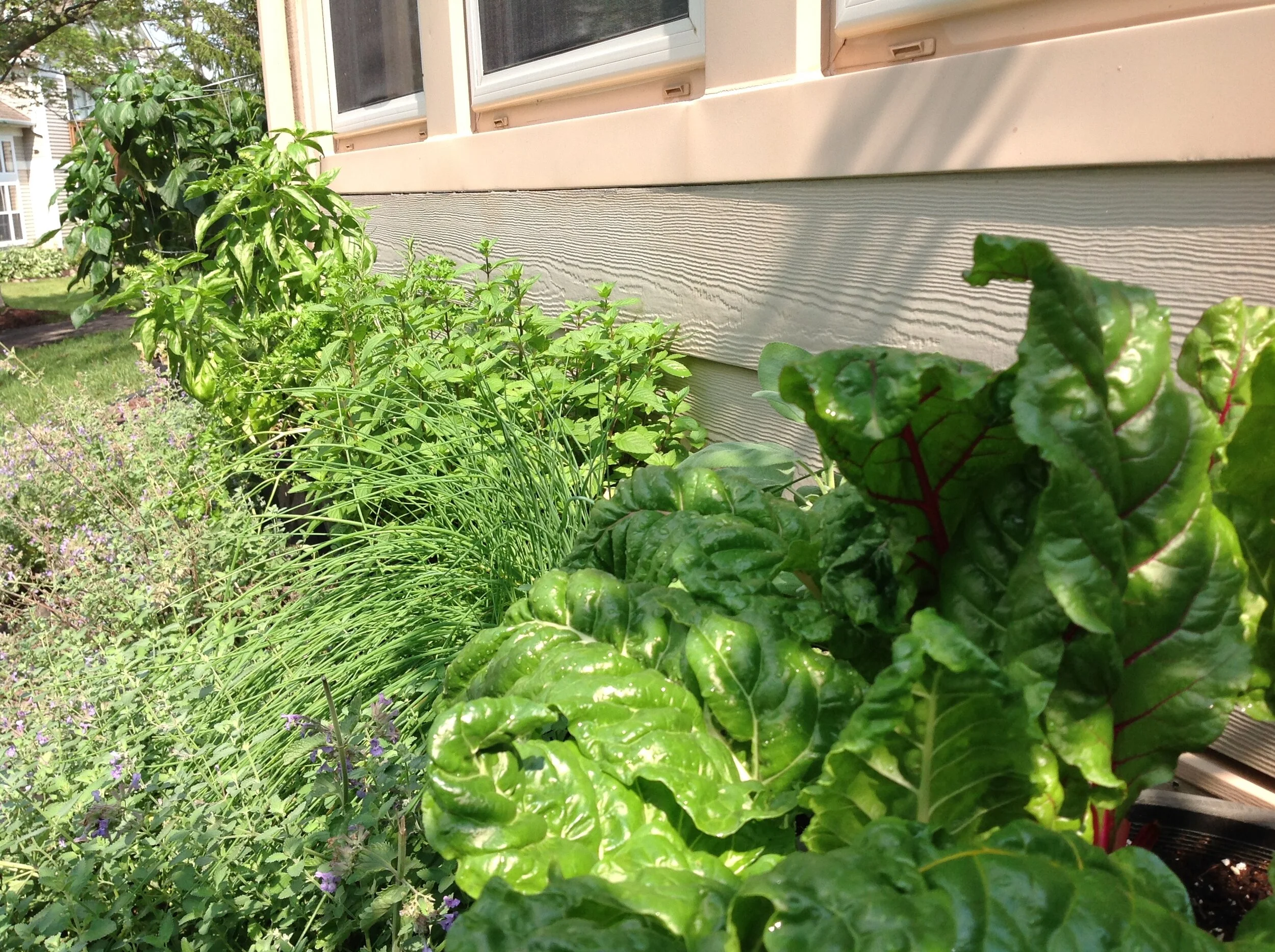 Swiss Chard; the miracle food