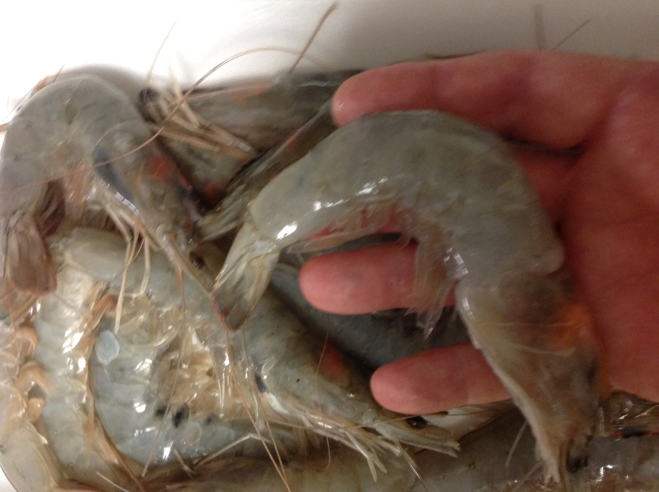 Head on shrimp, a new discovery