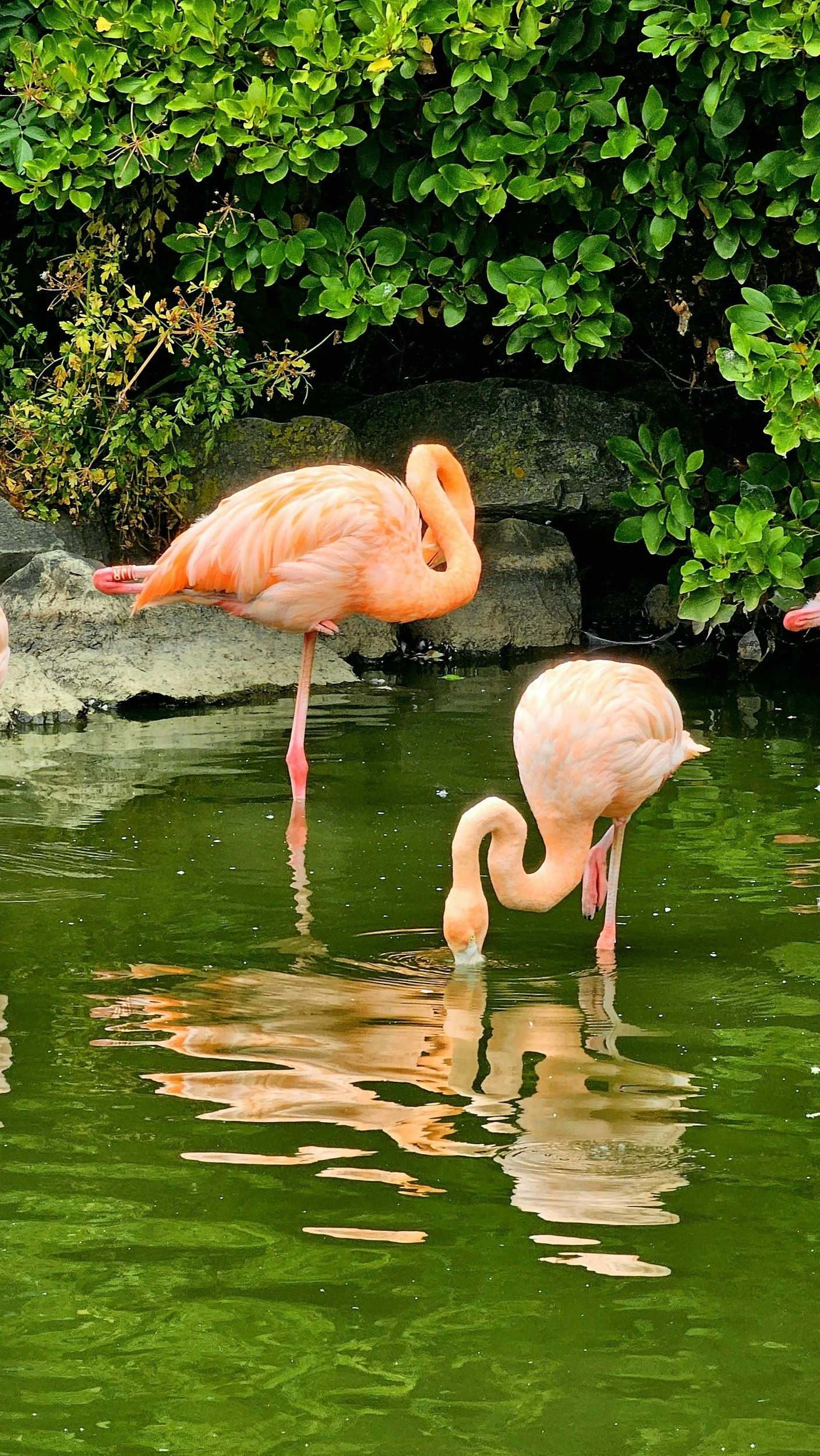 Two flamingos standing in water, one flamingo preening its feathers and the other with one leg raised. Mother flamingos lose their pink colour after giving birth. With time and nourishment, her vibrant colour returns. Pink Flamingo Postpartum Doula